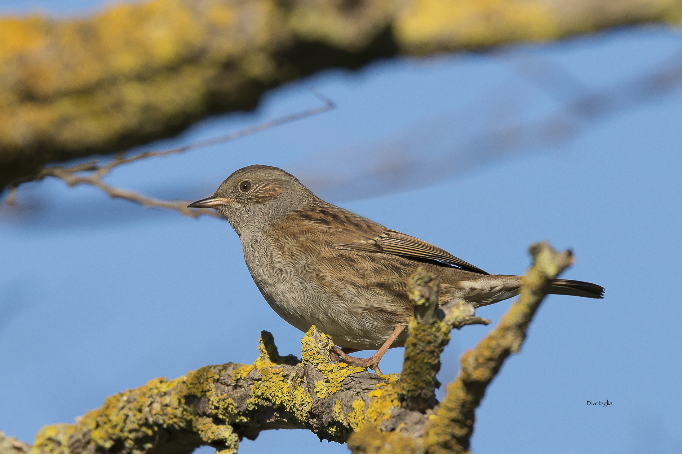 Dunnock
