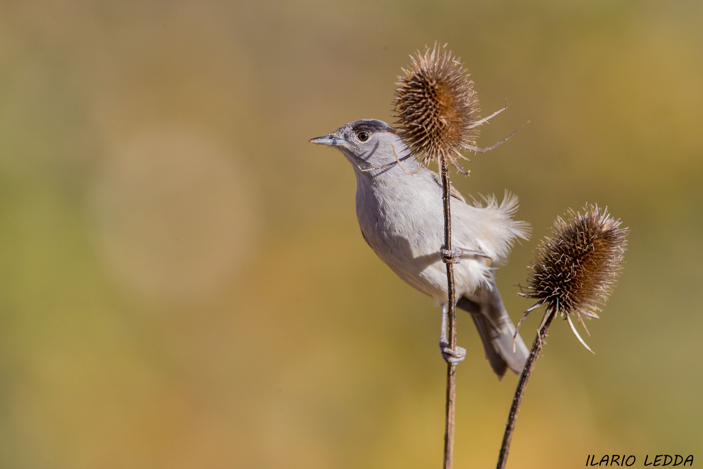 blackcap