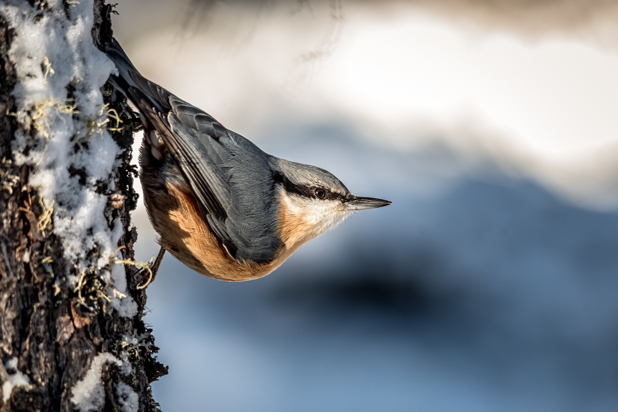 nuthatch