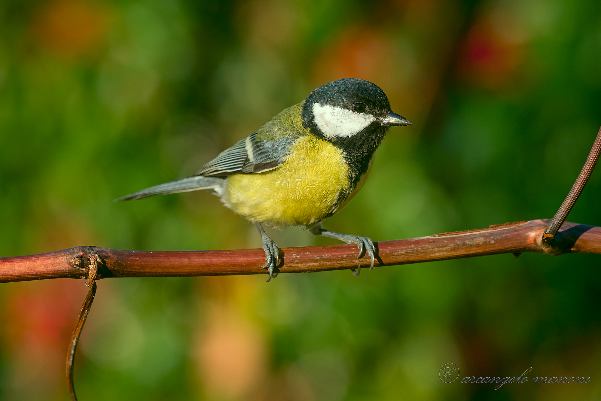 Cinciallegra attenta