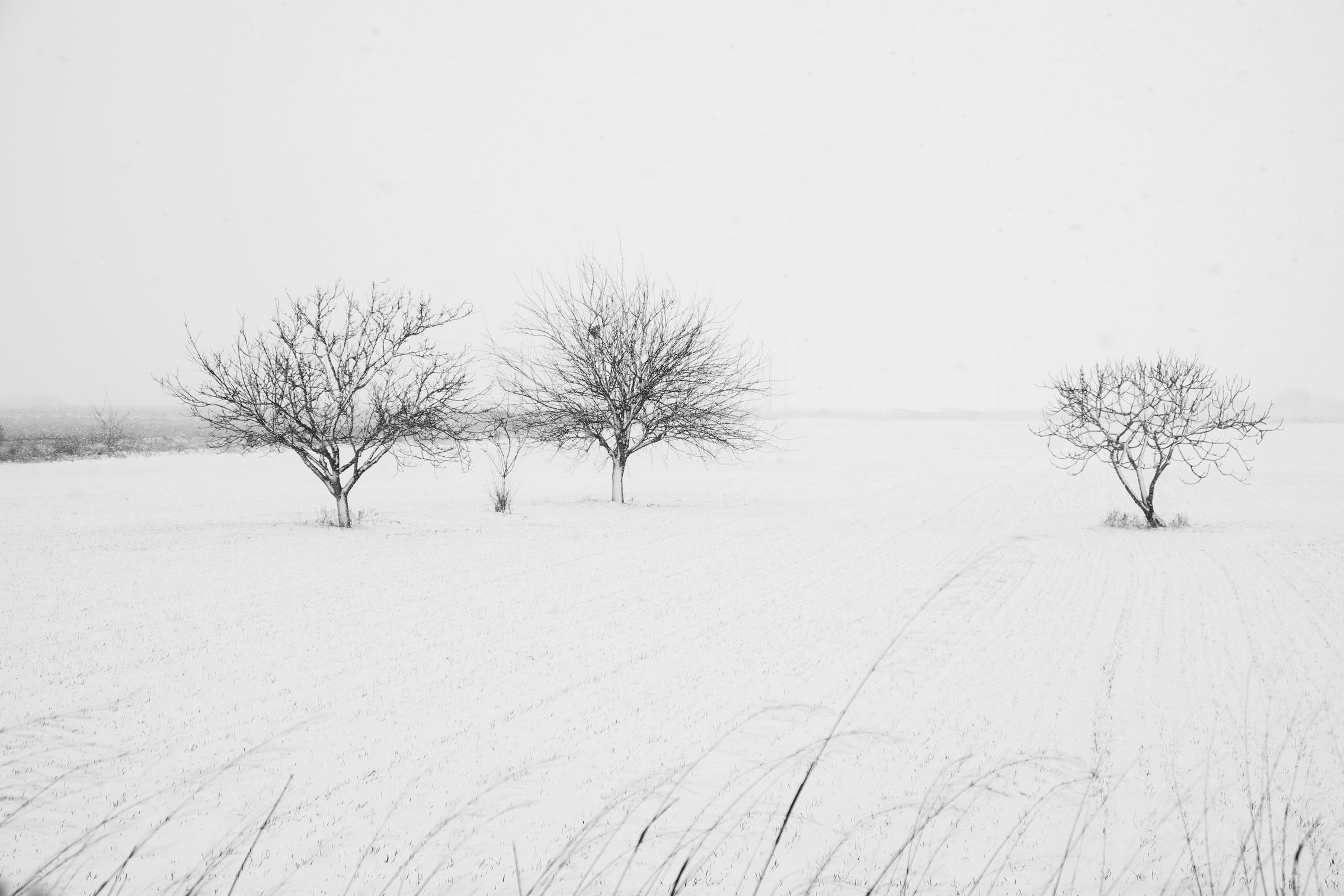 snowy countryside of Salento