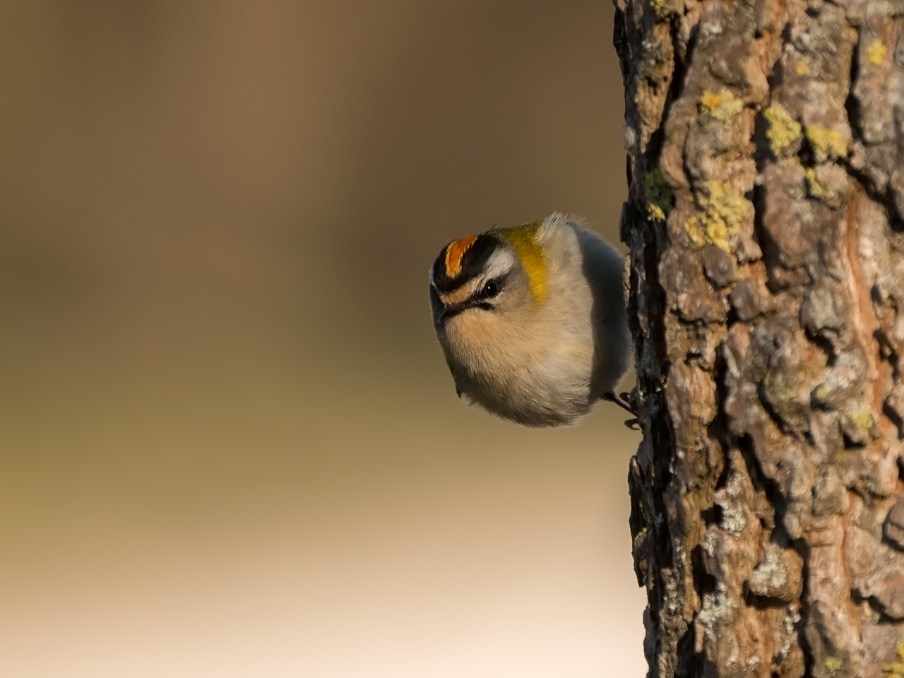Firecrest