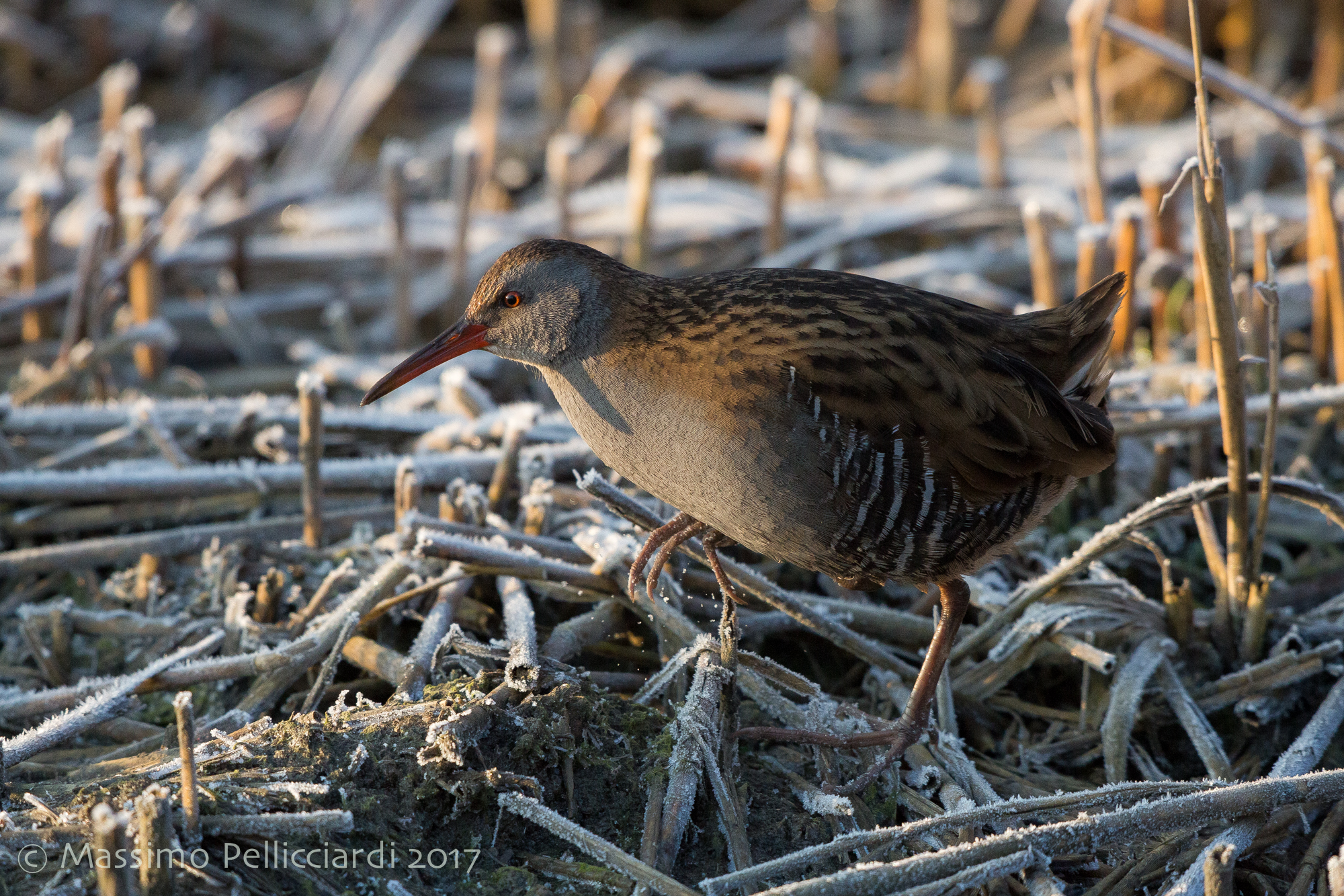 Porciglione nel ghiaccio
