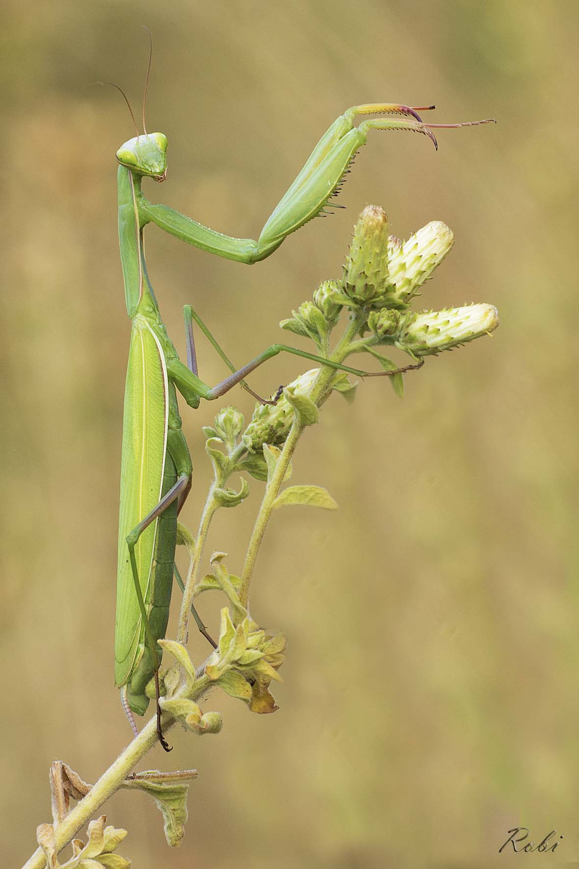 Direttore d'orchestra