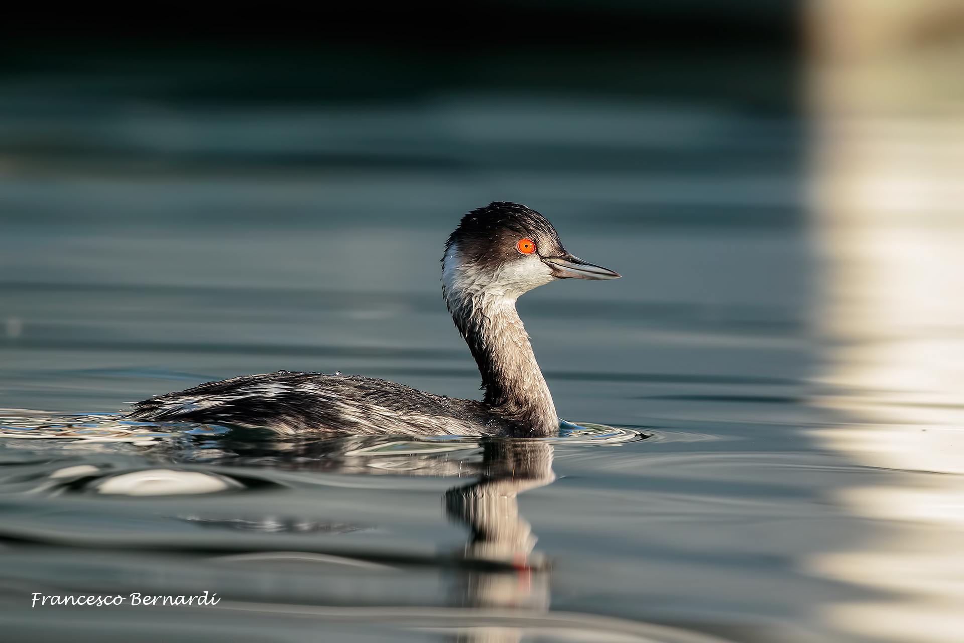 Little Grebe "eared grebe"