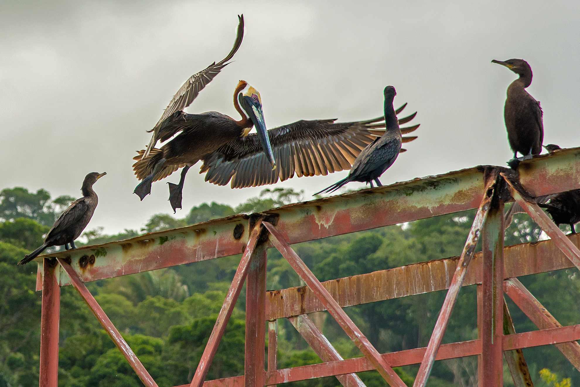 cormorani - rio dulce