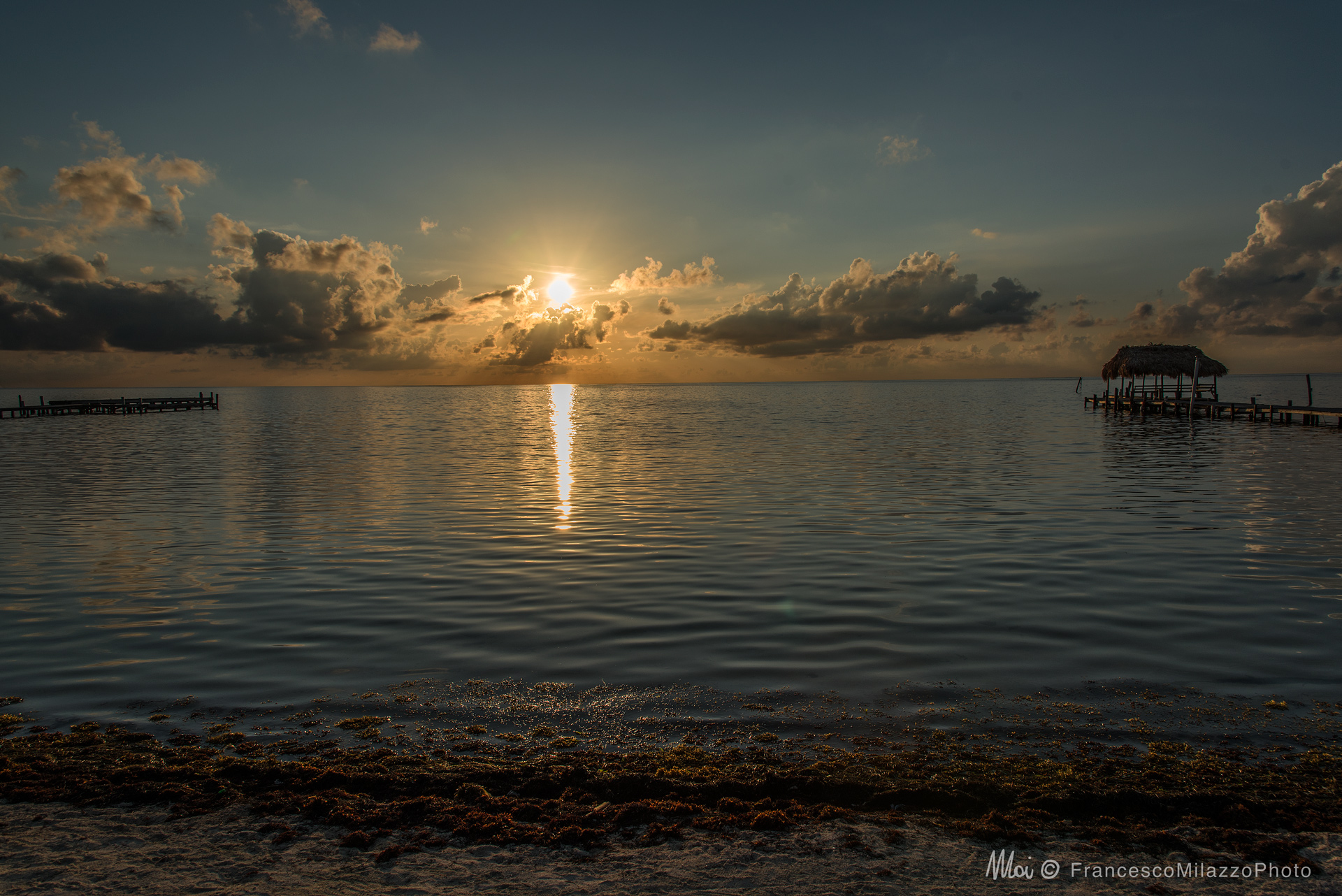 Alba caraibica - caye caulker
