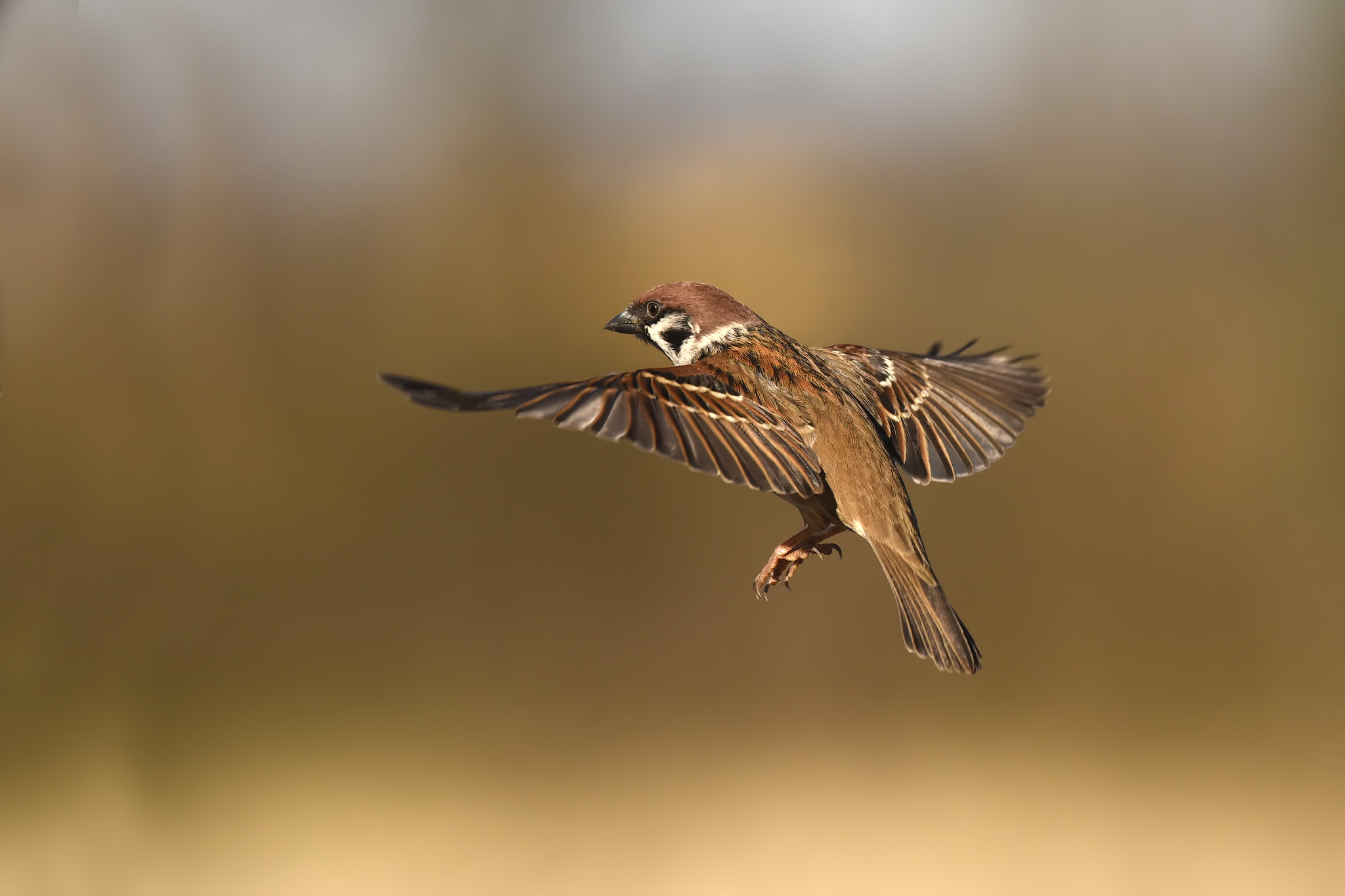Tree sparrow