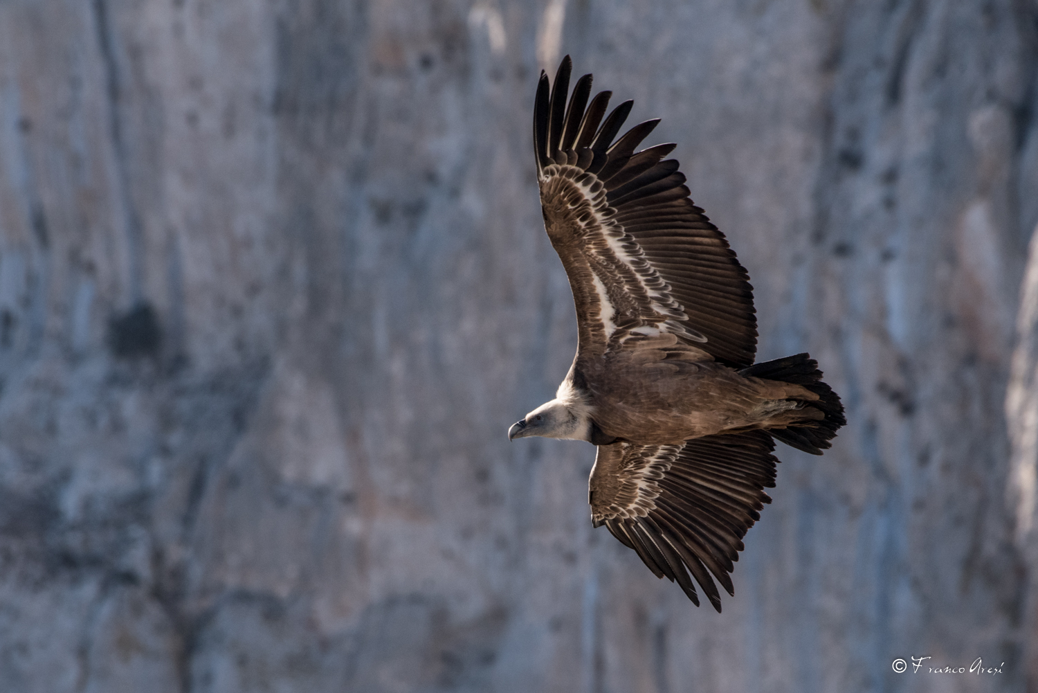 Grifone nelle gole del Verdon