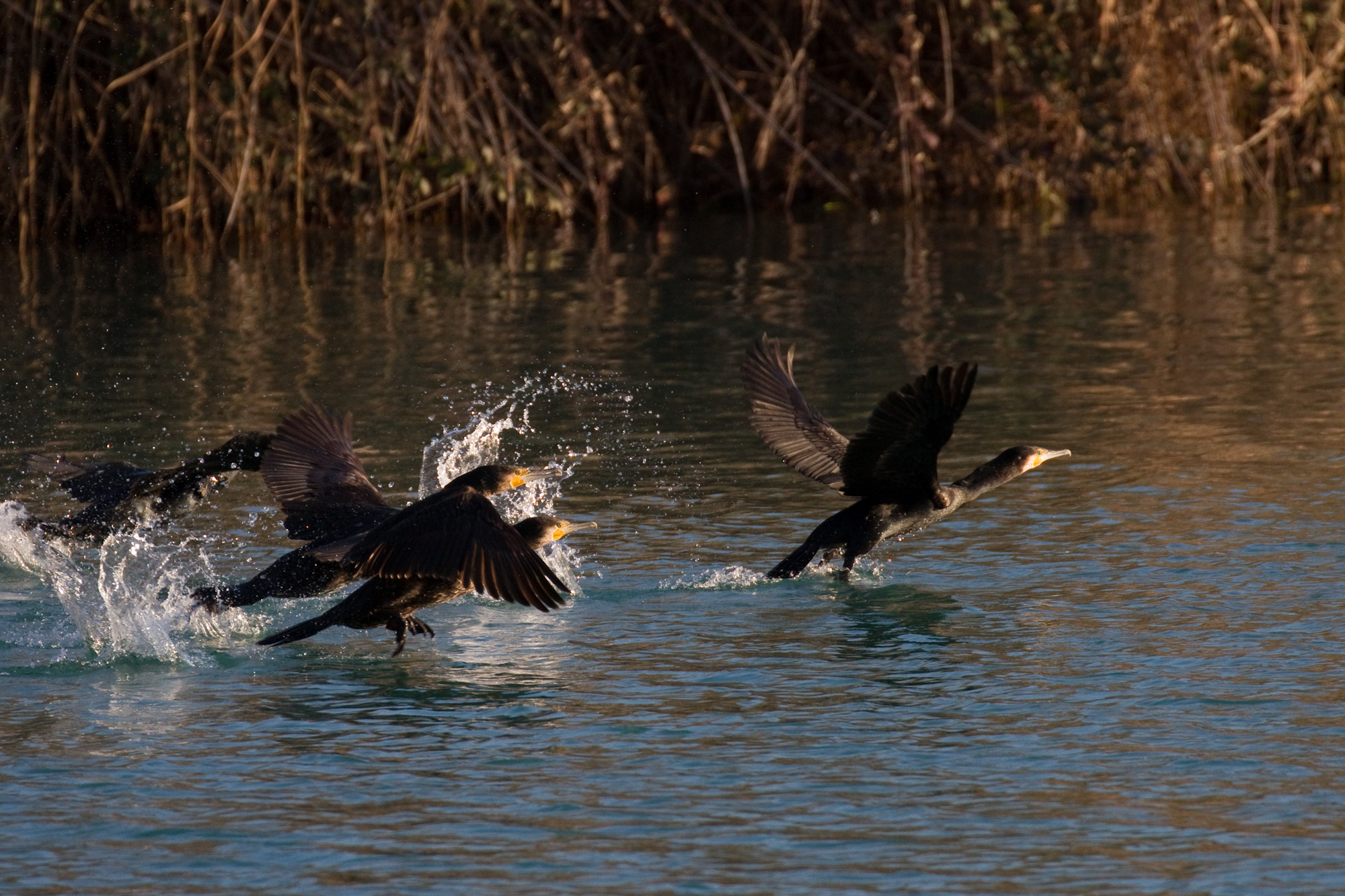 Il decollo dei cormorani 1