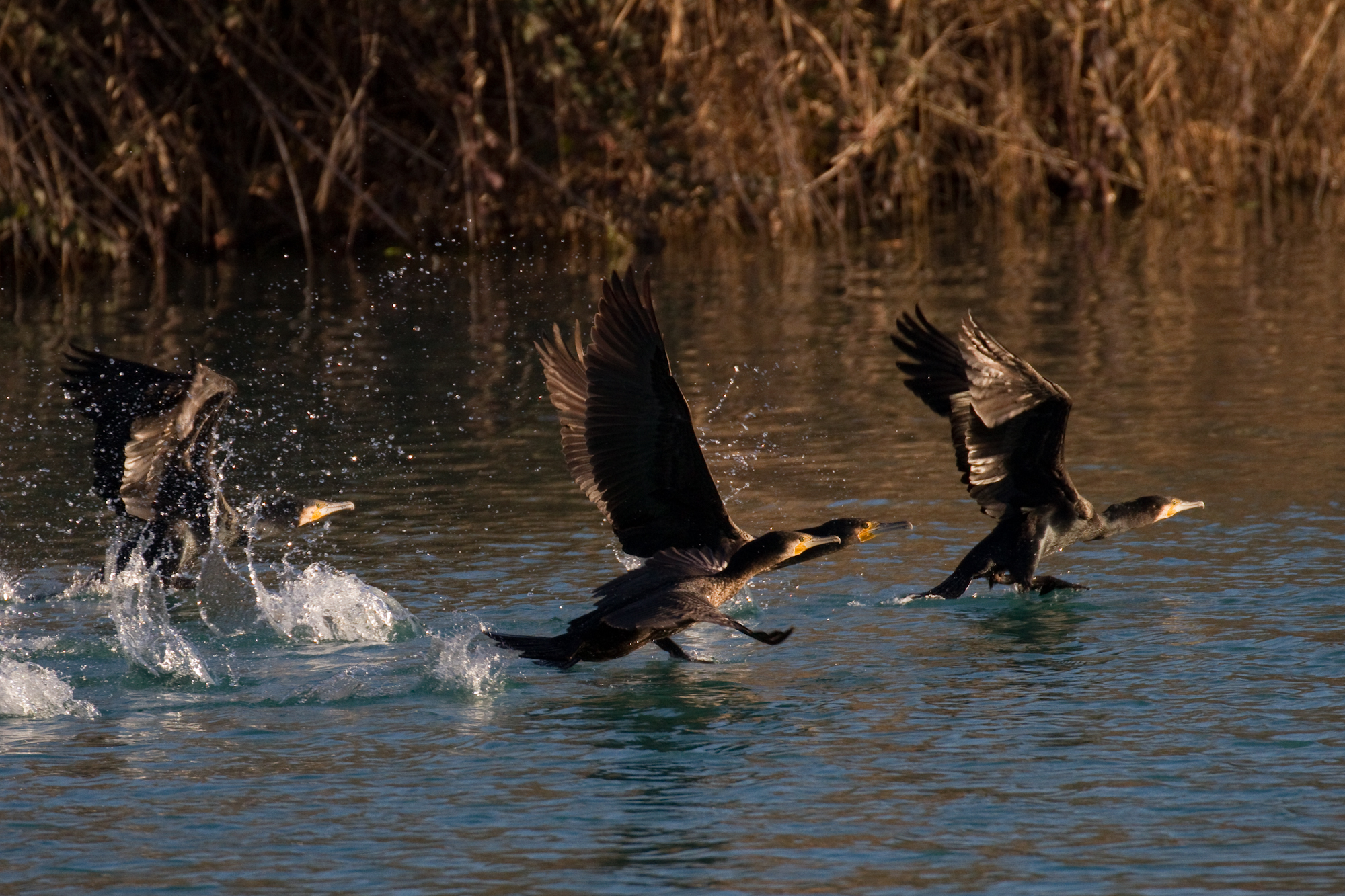 Il decollo dei cormorani 2