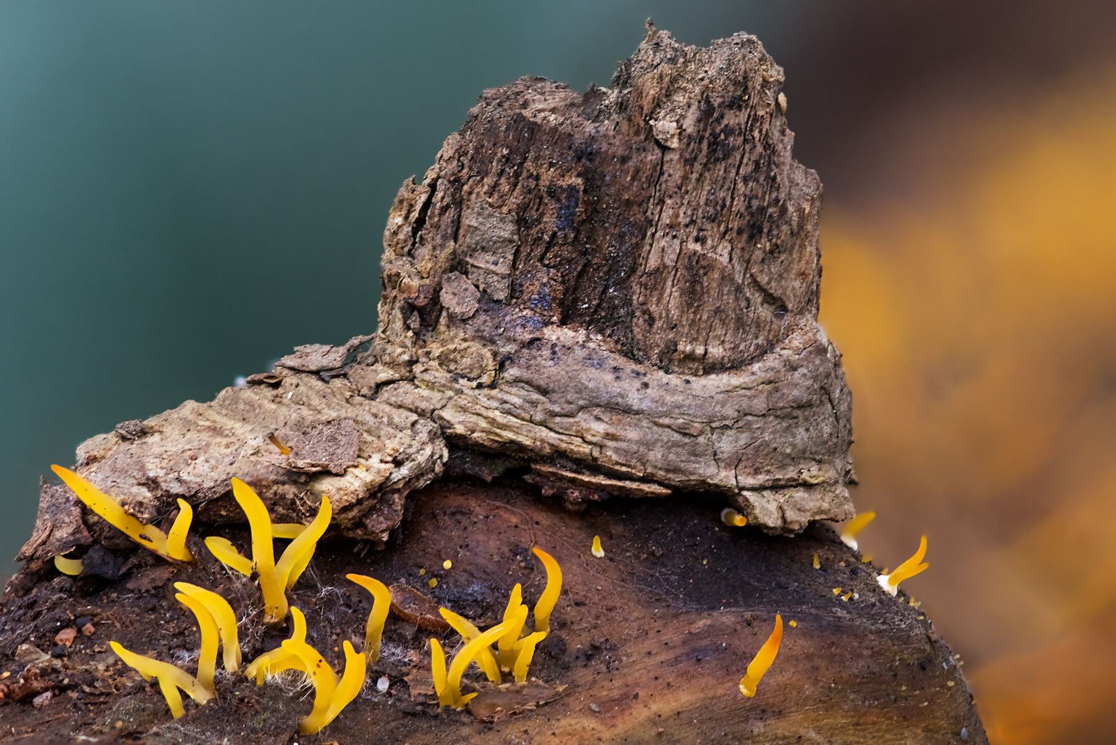 Calocera cornea