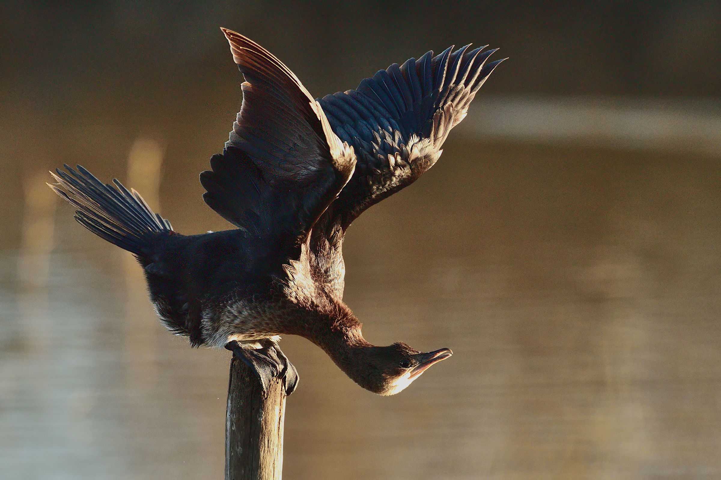 Marangone Minore in stretching