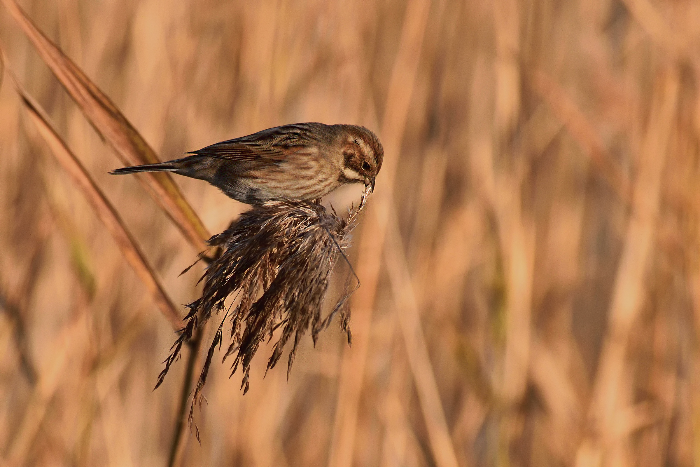 Migliarino di palude