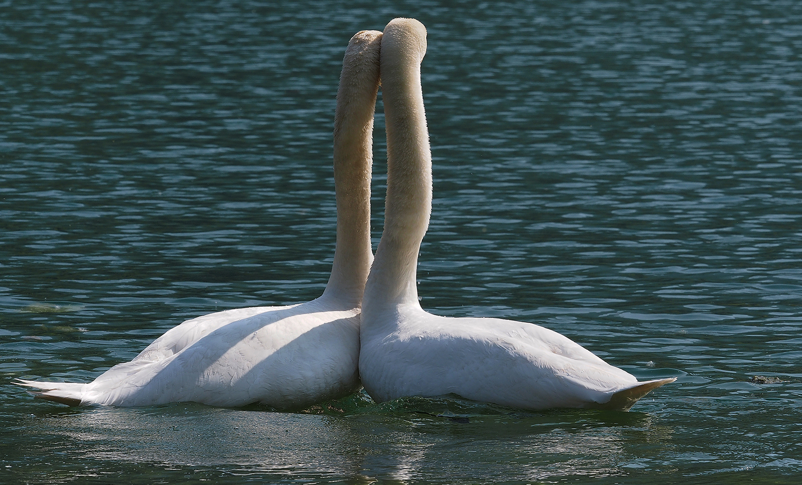 swans in love