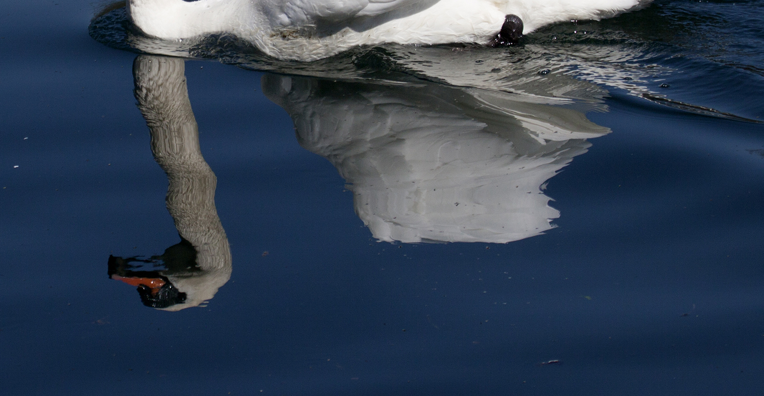 swan reflection