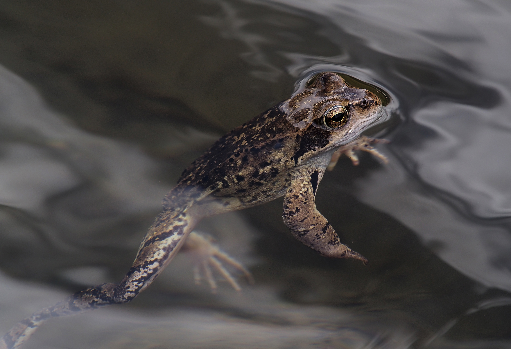 frog in the lake of purple val