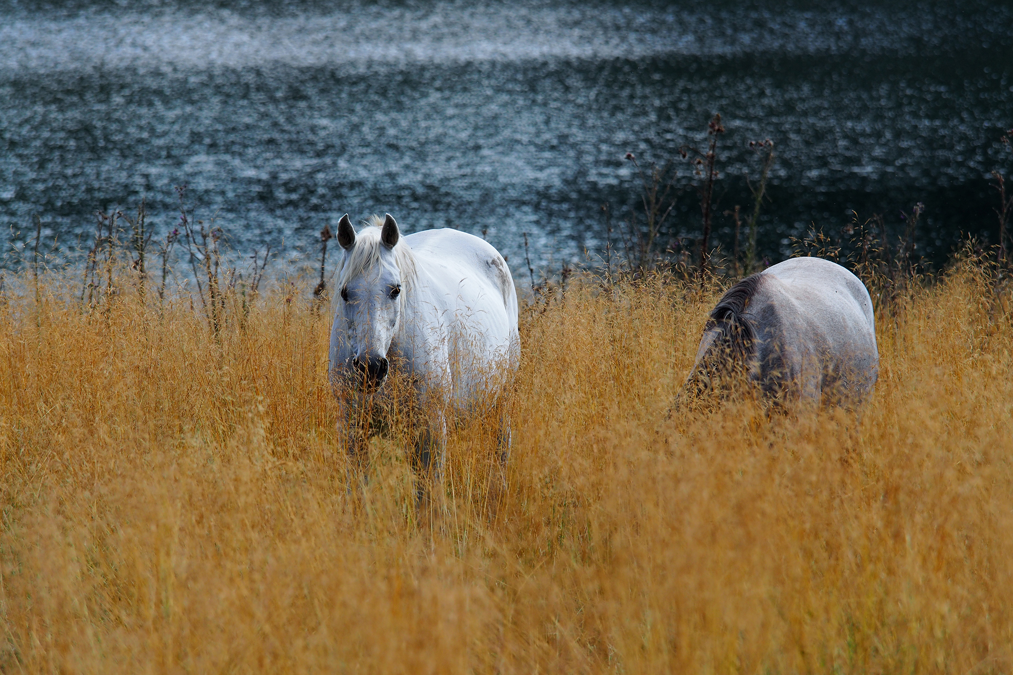 cammargue corner of val camonica