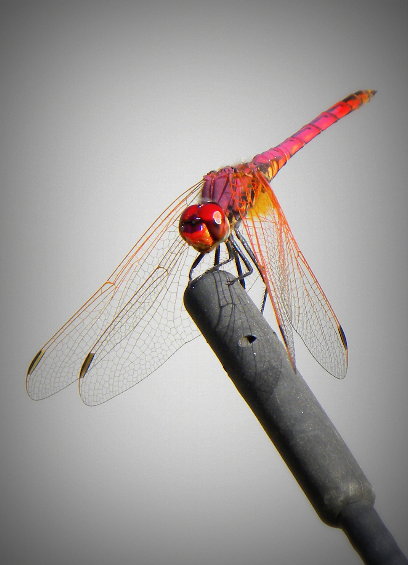 red dragonfly