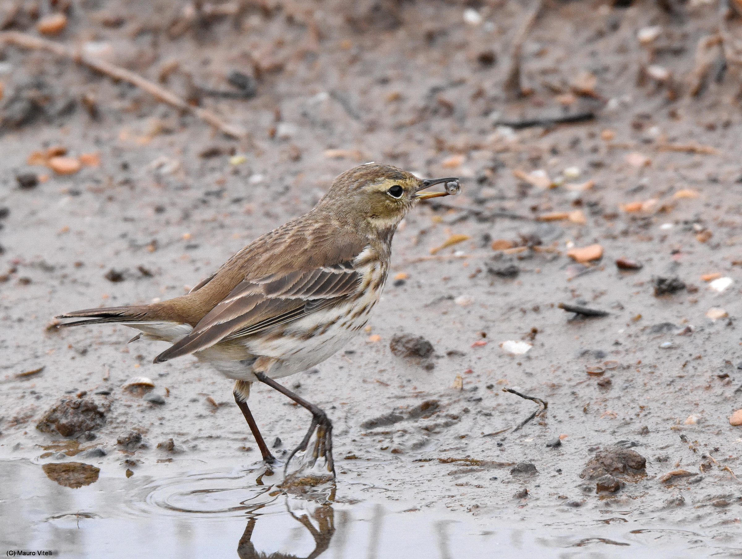 Pipit catching fish