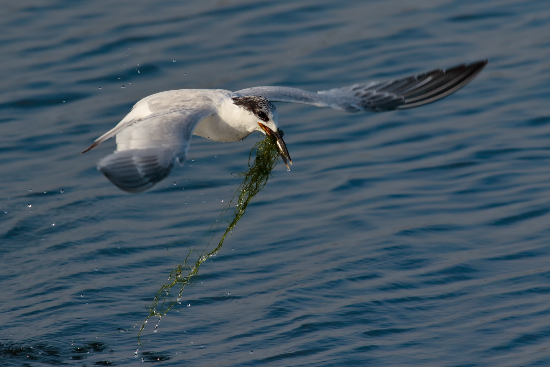 Today fish with vegetables