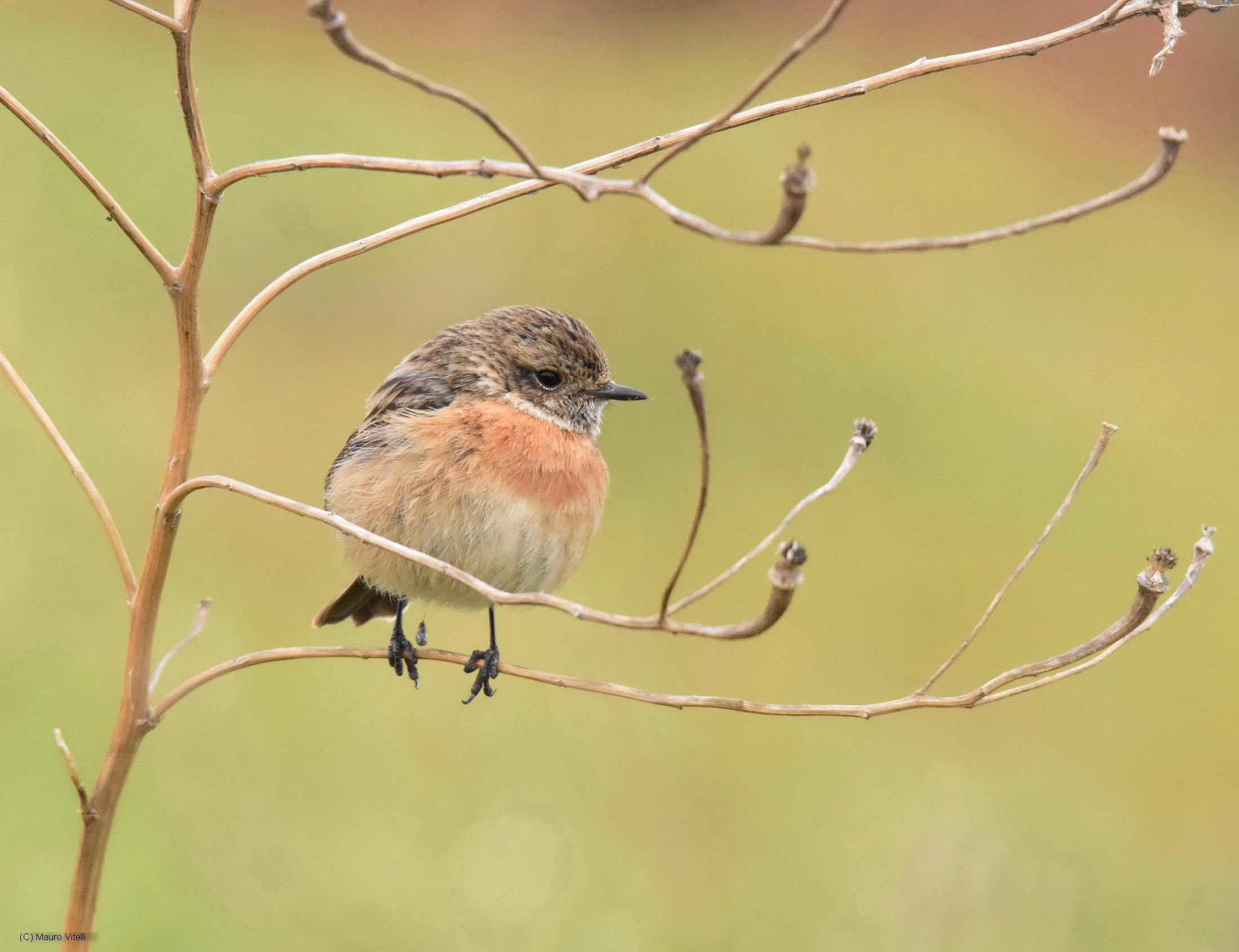 Stonechat (f)
