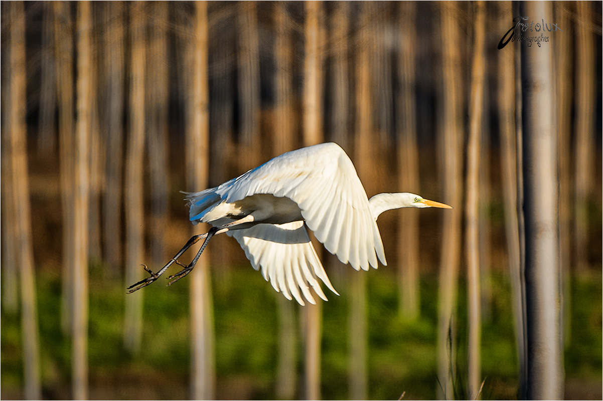 white heron