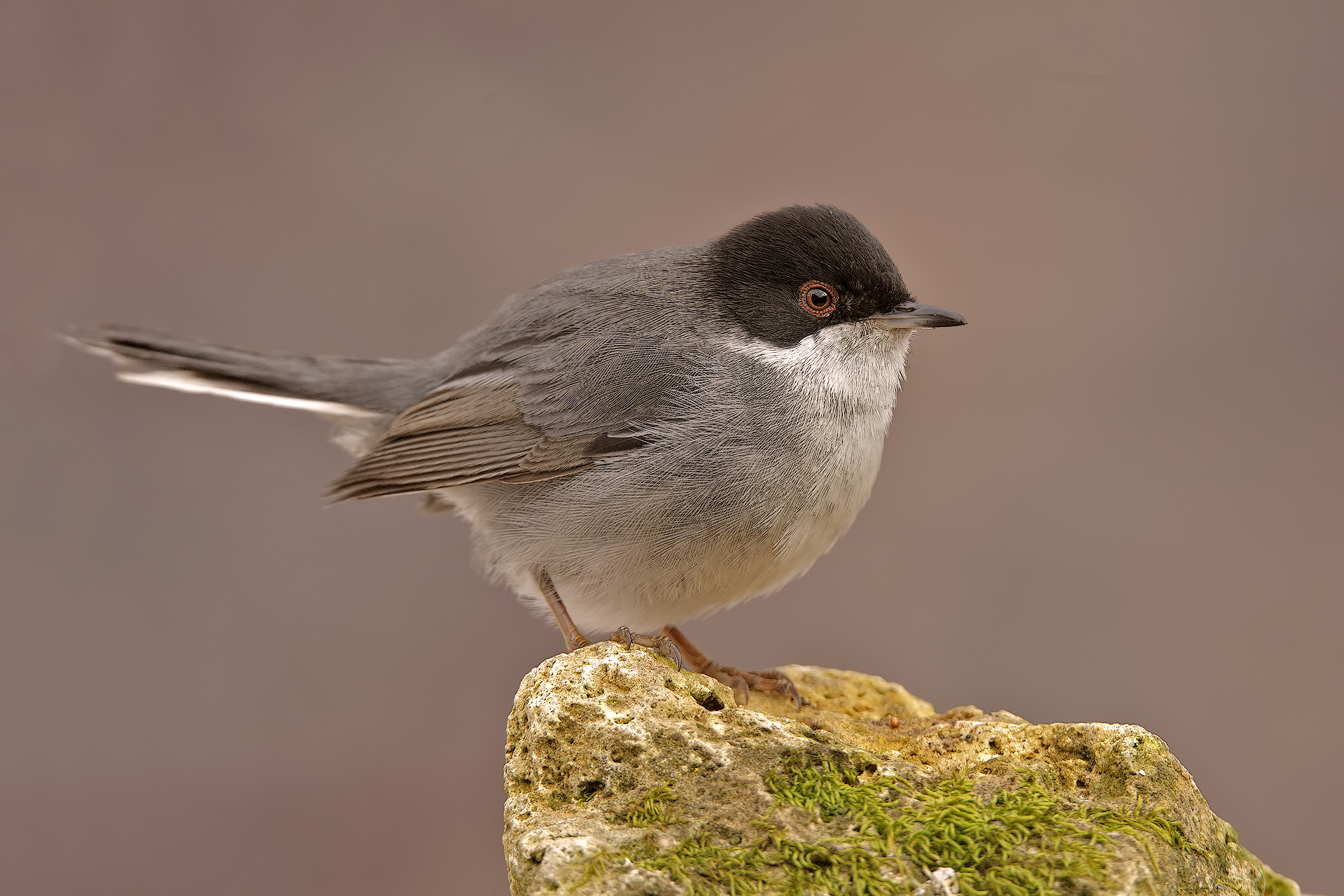 Thanks to the snow, the first warbler to the garden shed