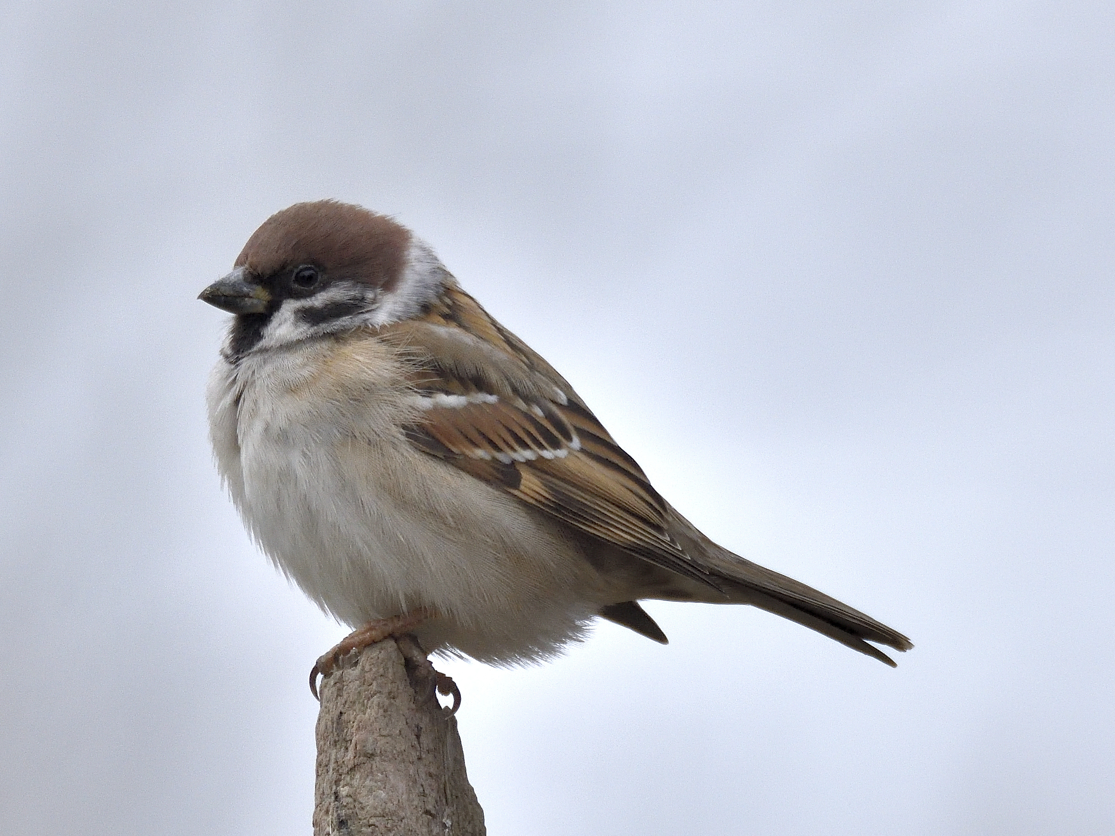 Sparrow