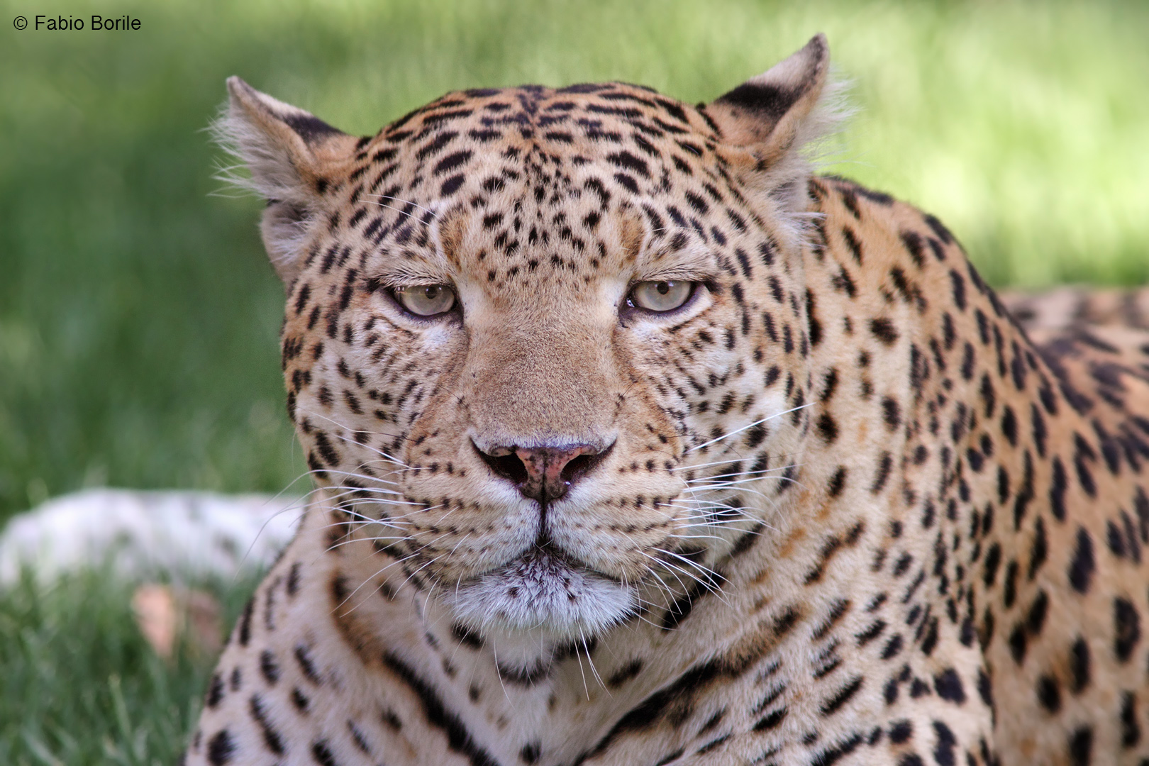 Leopardo