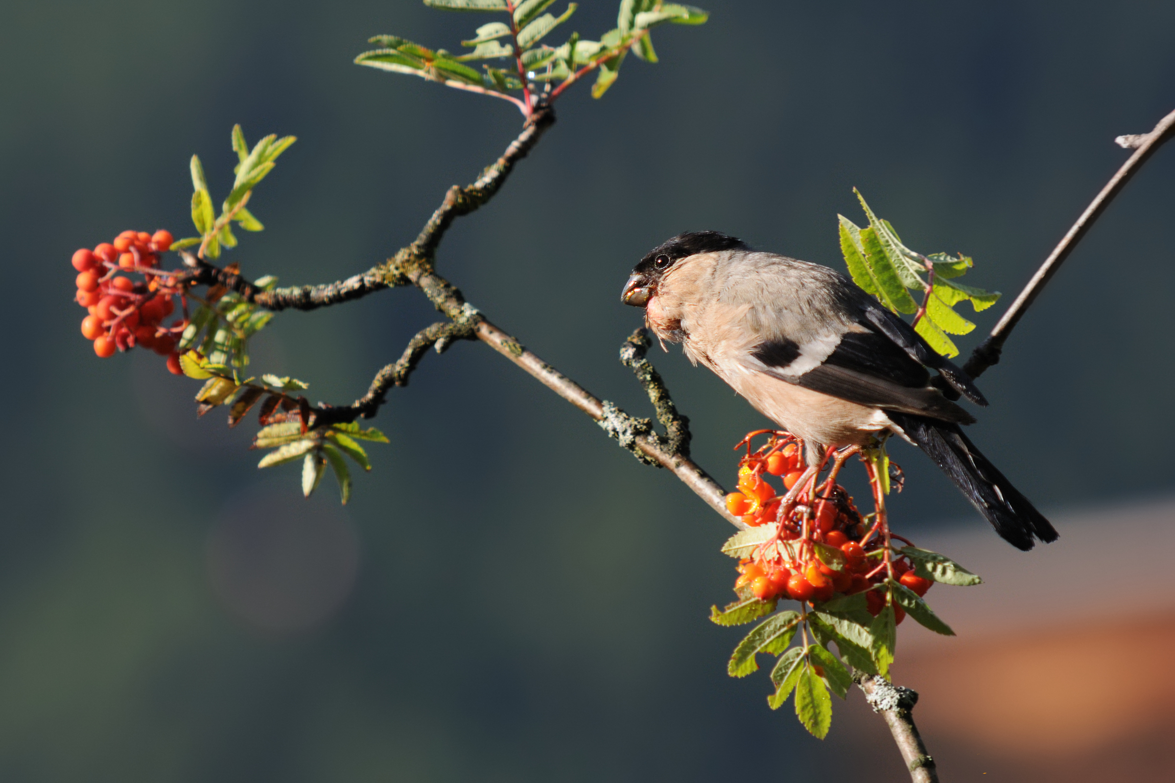 bullfinch