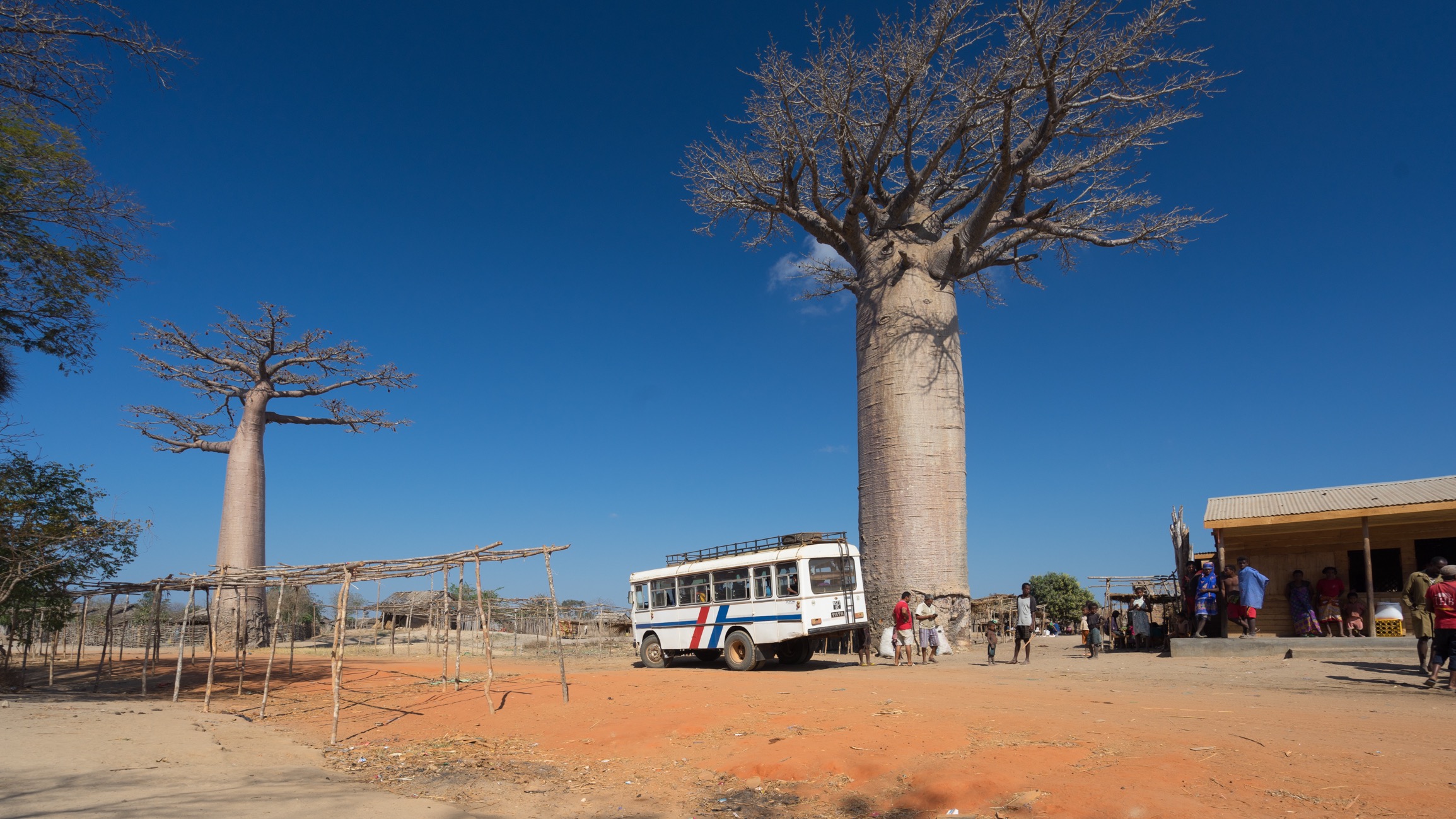 Allee des Baobab