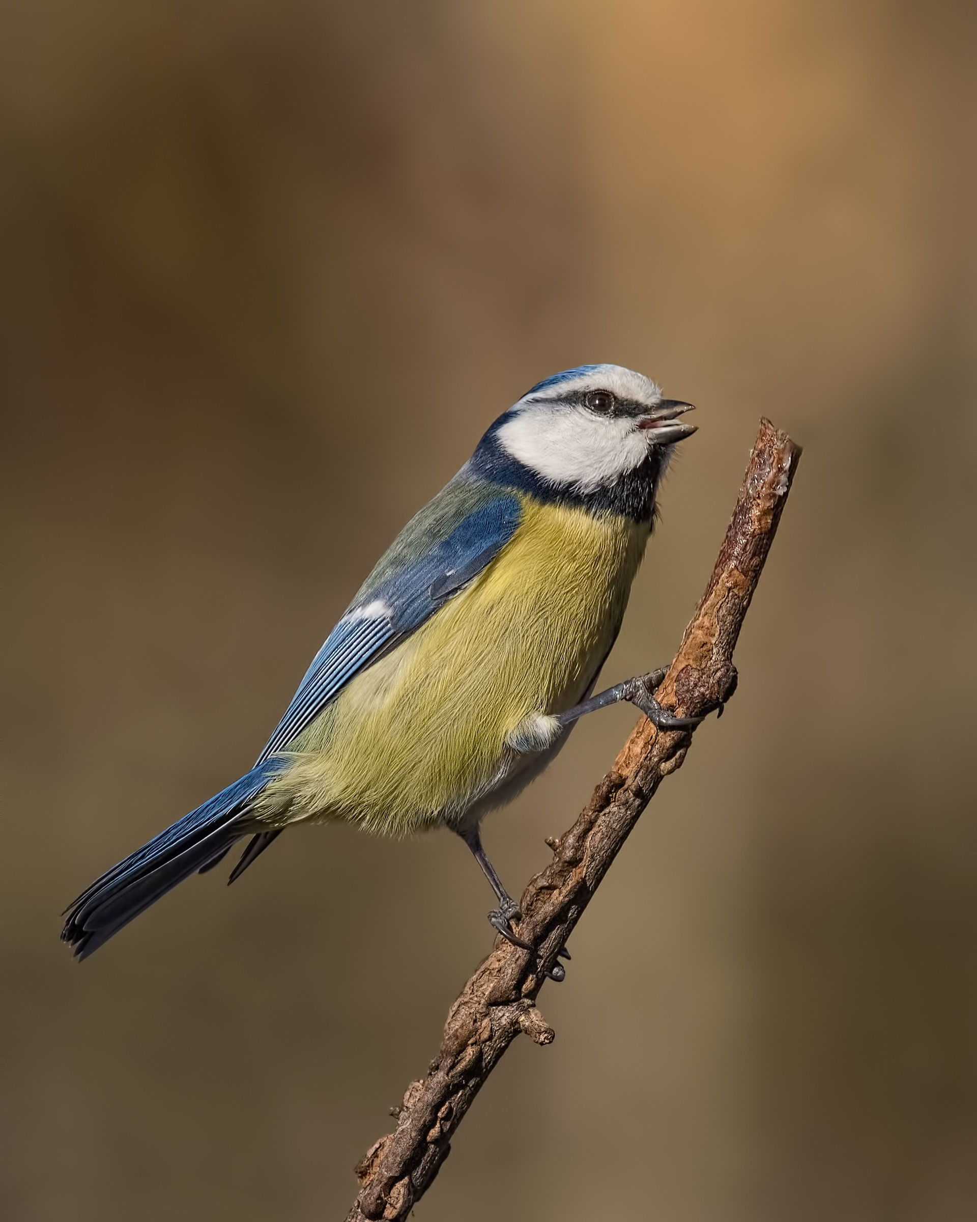 Blue Tit (Cyanistes caeruleus)