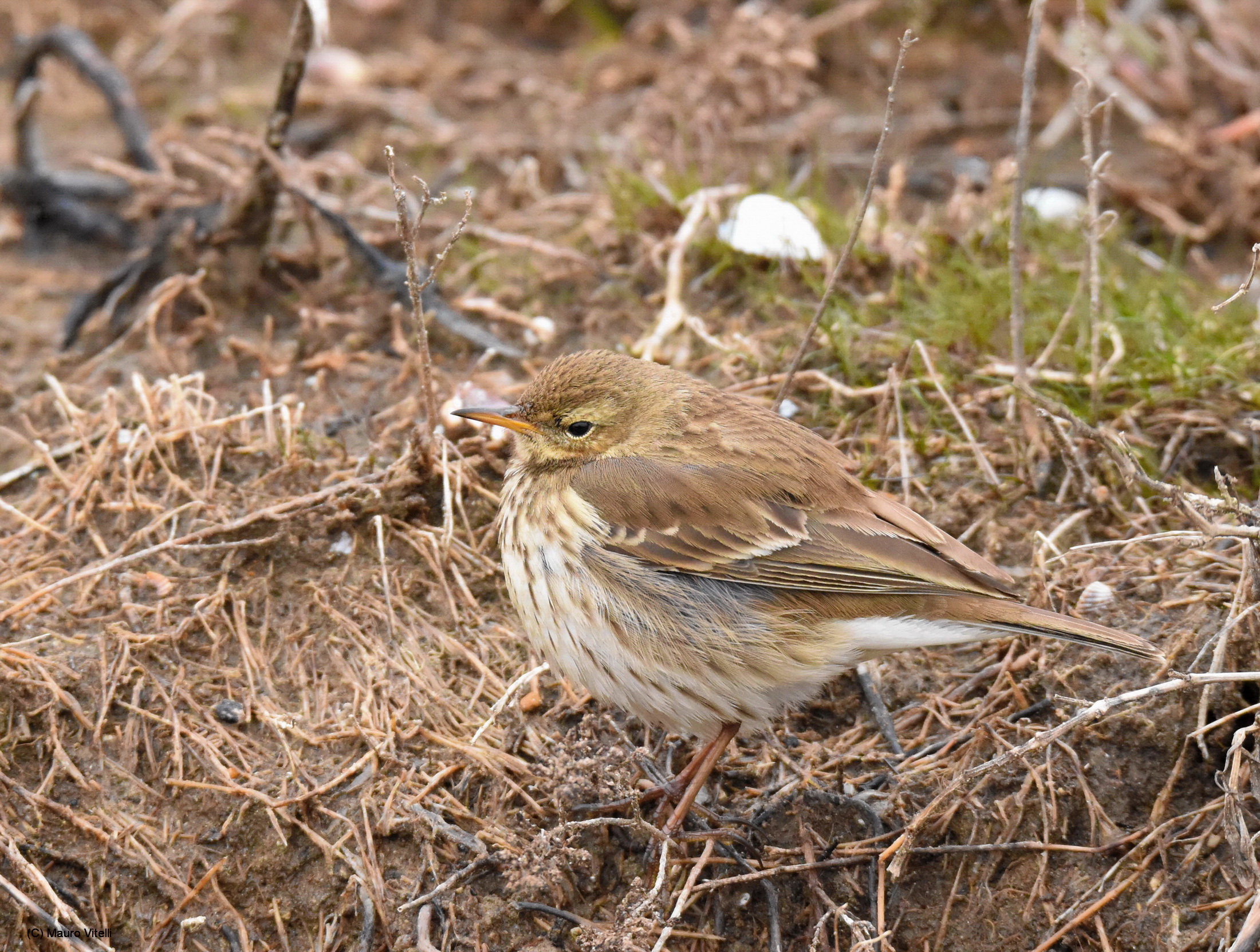 Pipit ruffled