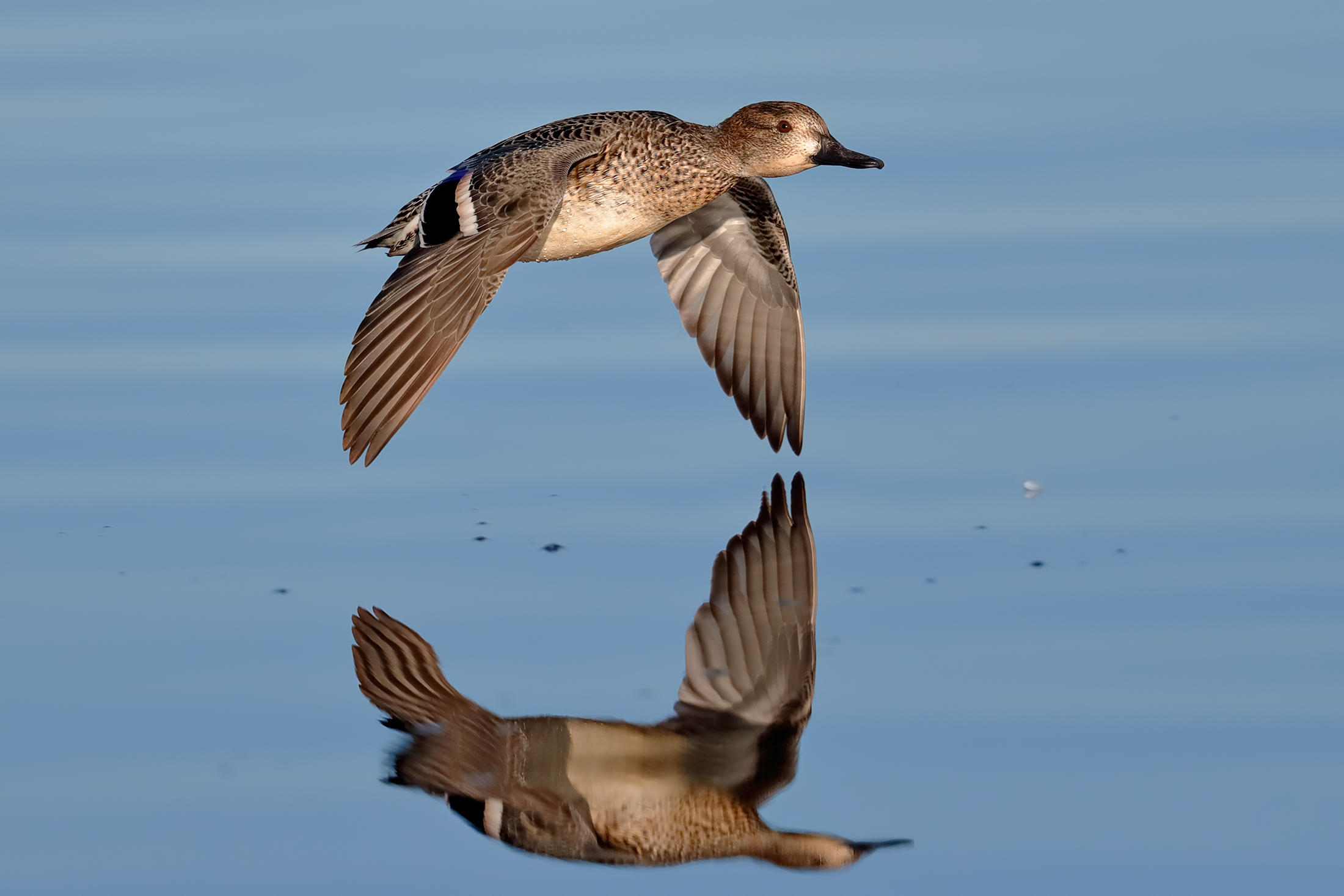 Teal and its reflection