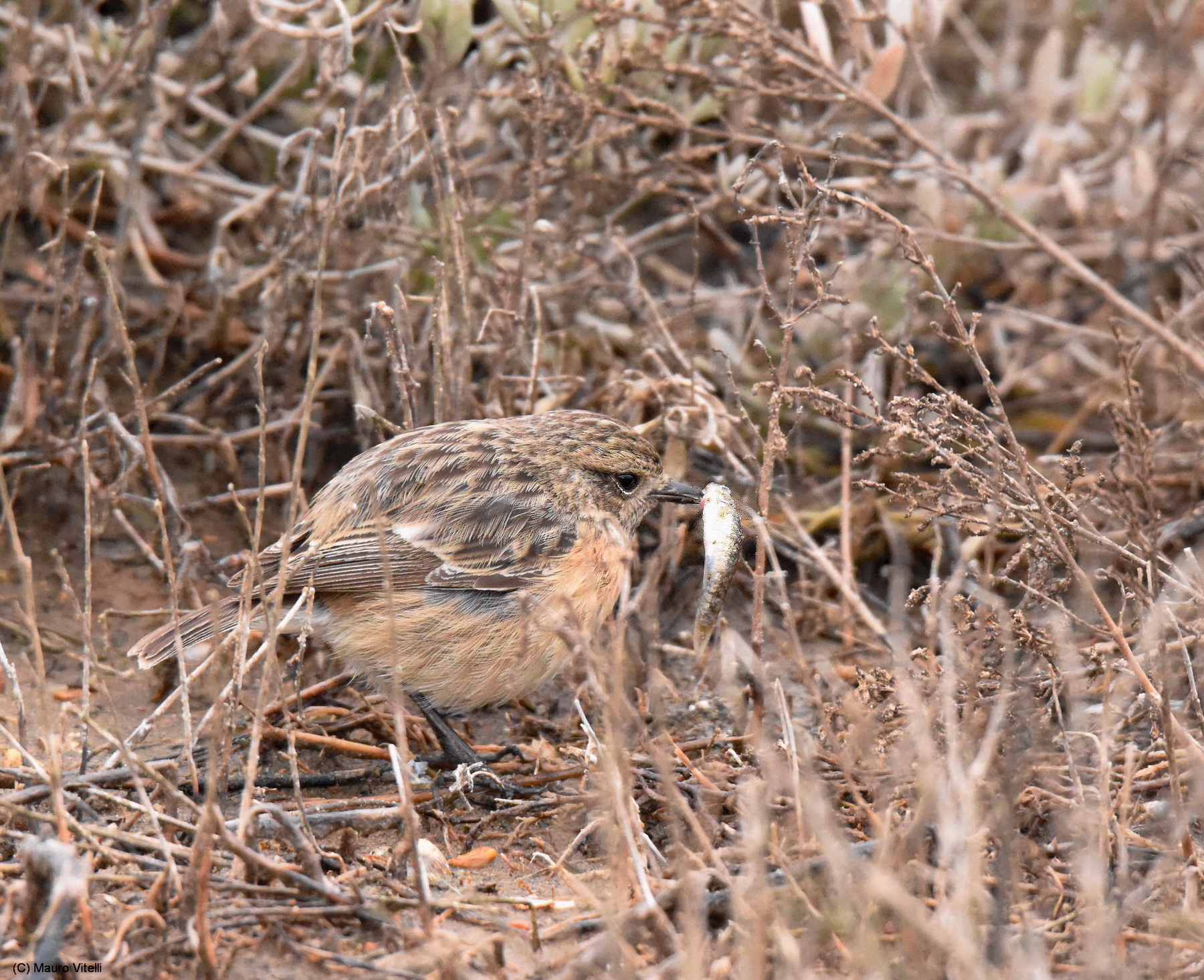 Stonechat with fish