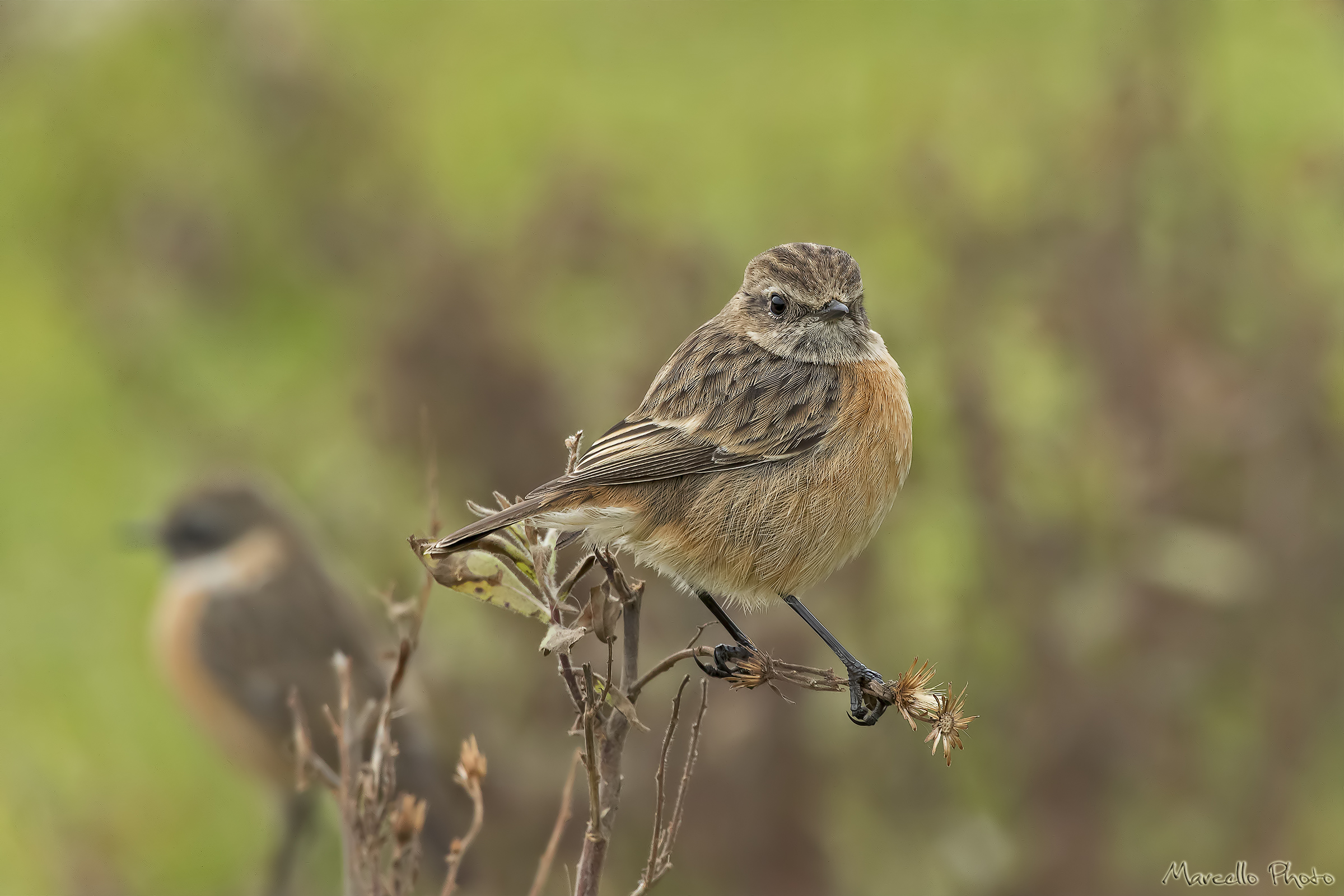 Female Stonechat male in the background.