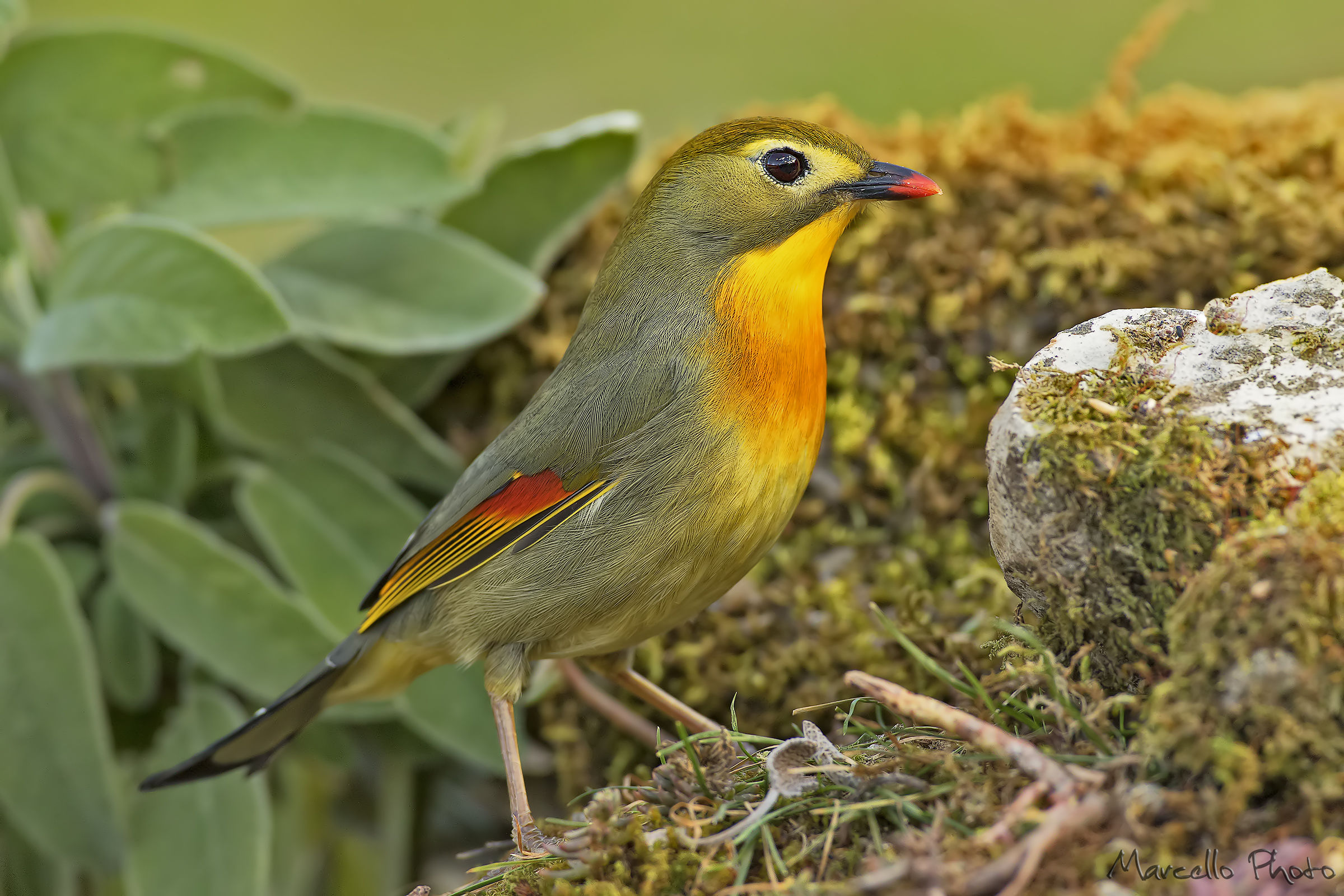 Nightingale of Japan