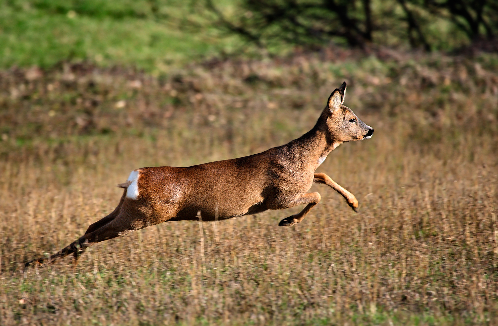 Decollo del Capriolo