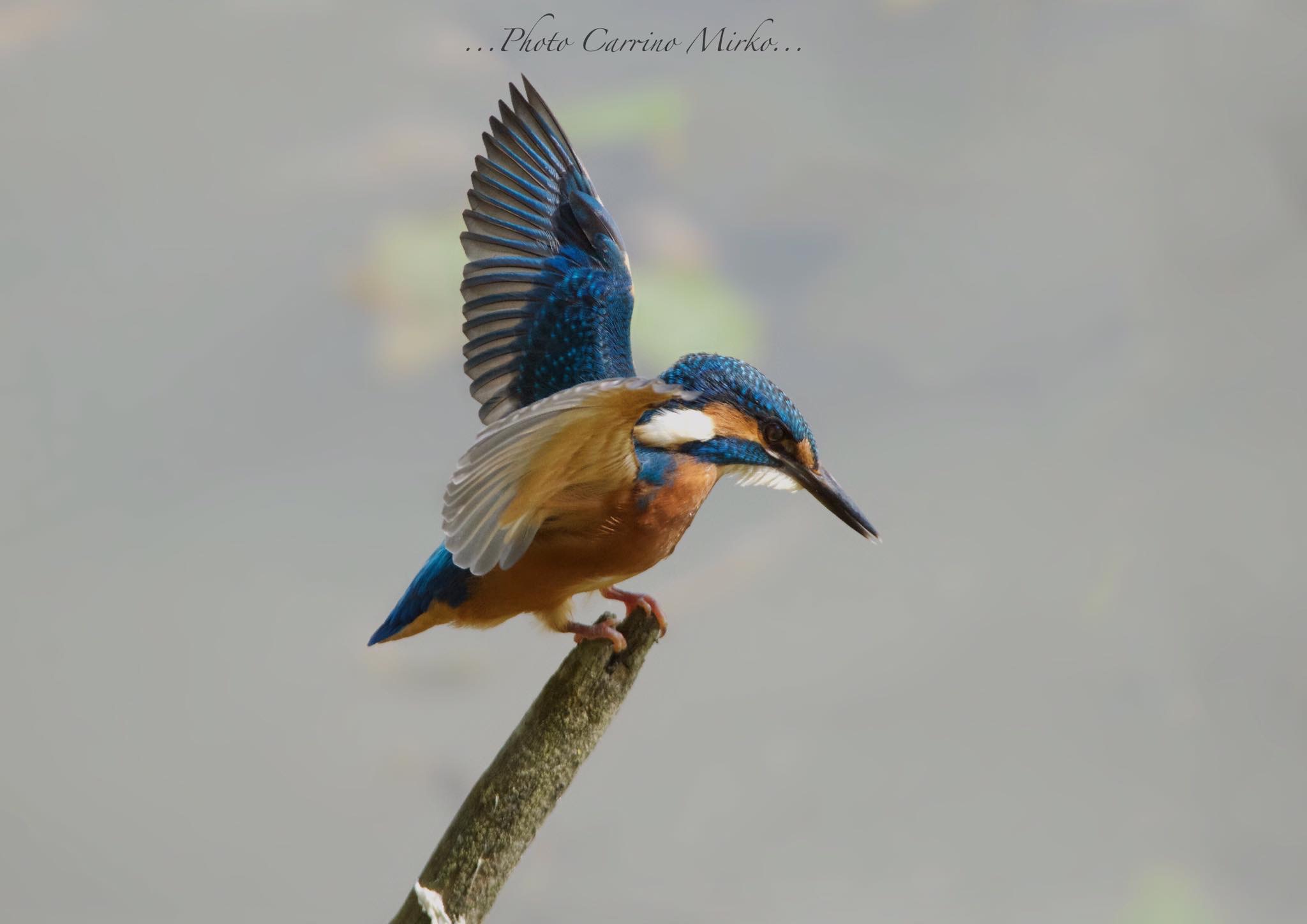 Kingfisher