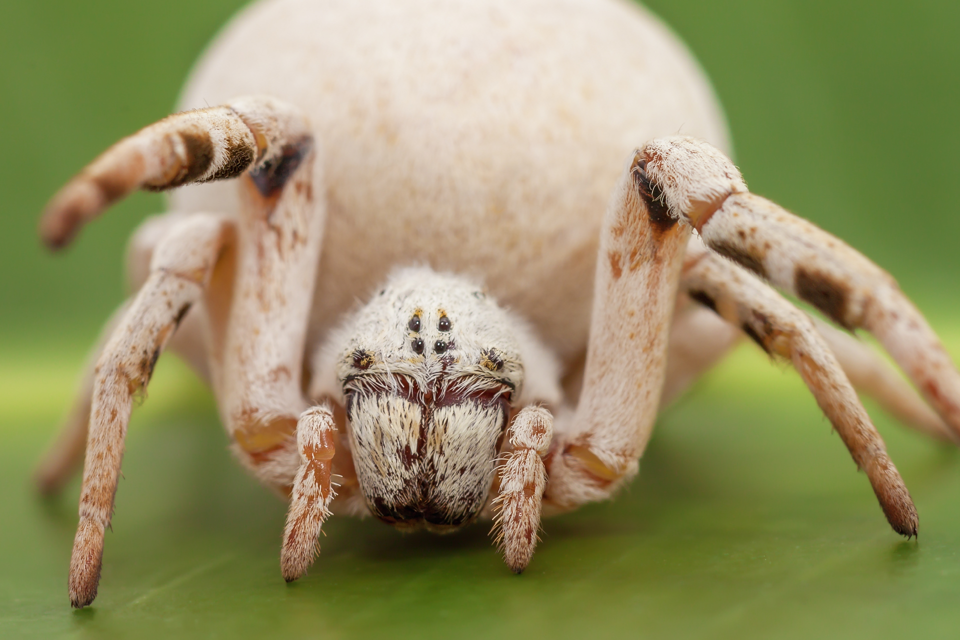 Pacific Velvet Spider