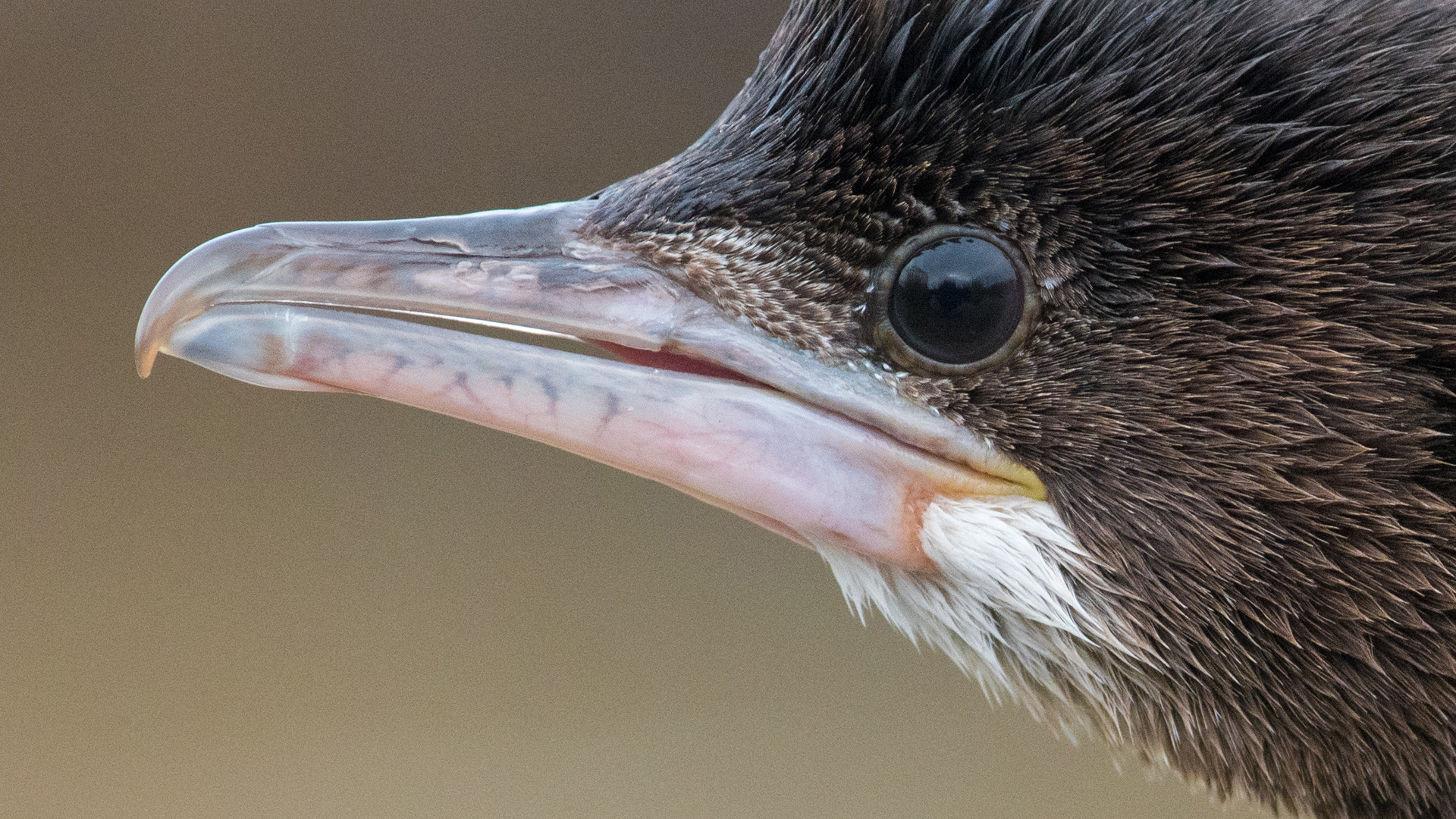 Pigmy cormorant, up close and personal.