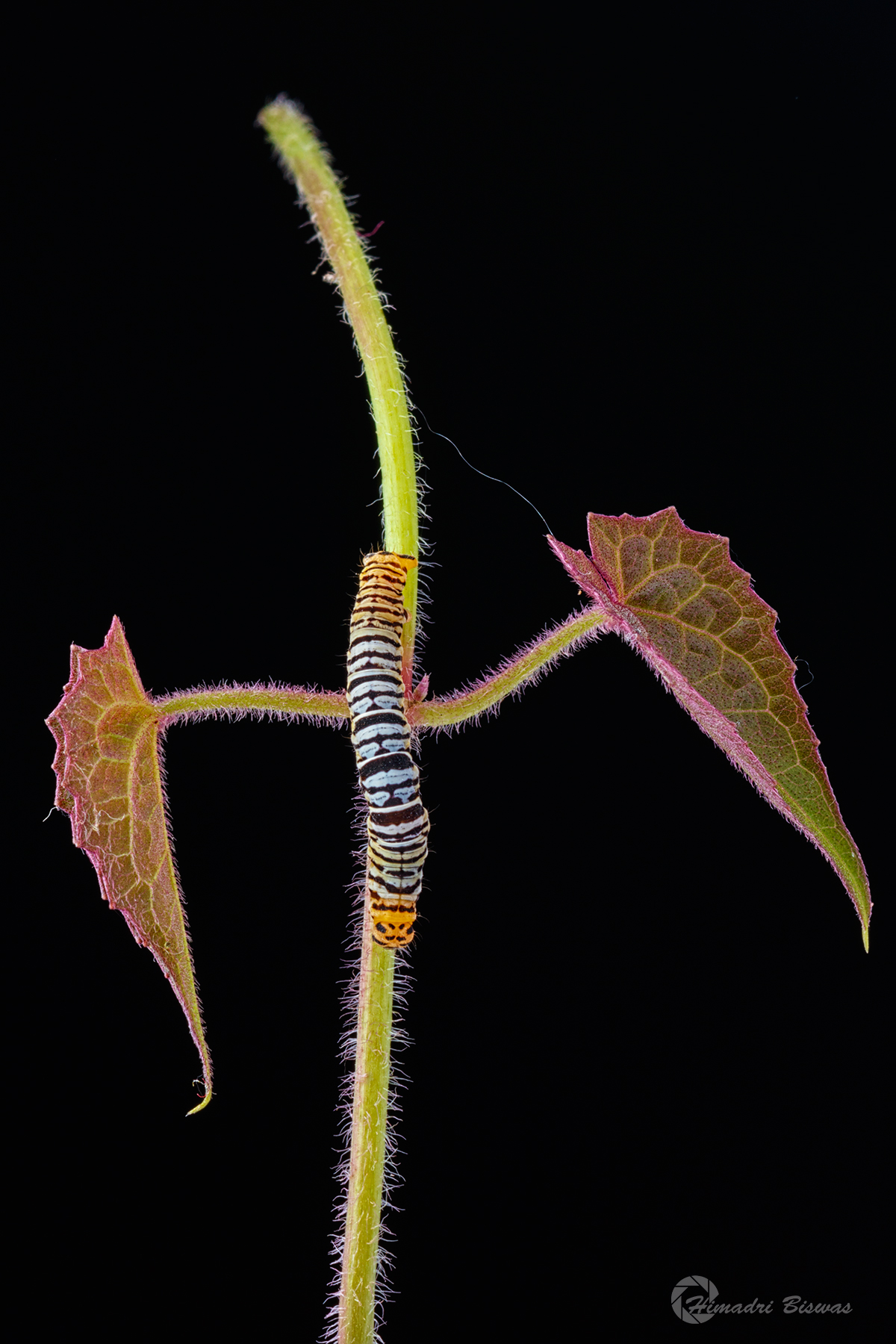 Caterpillar
