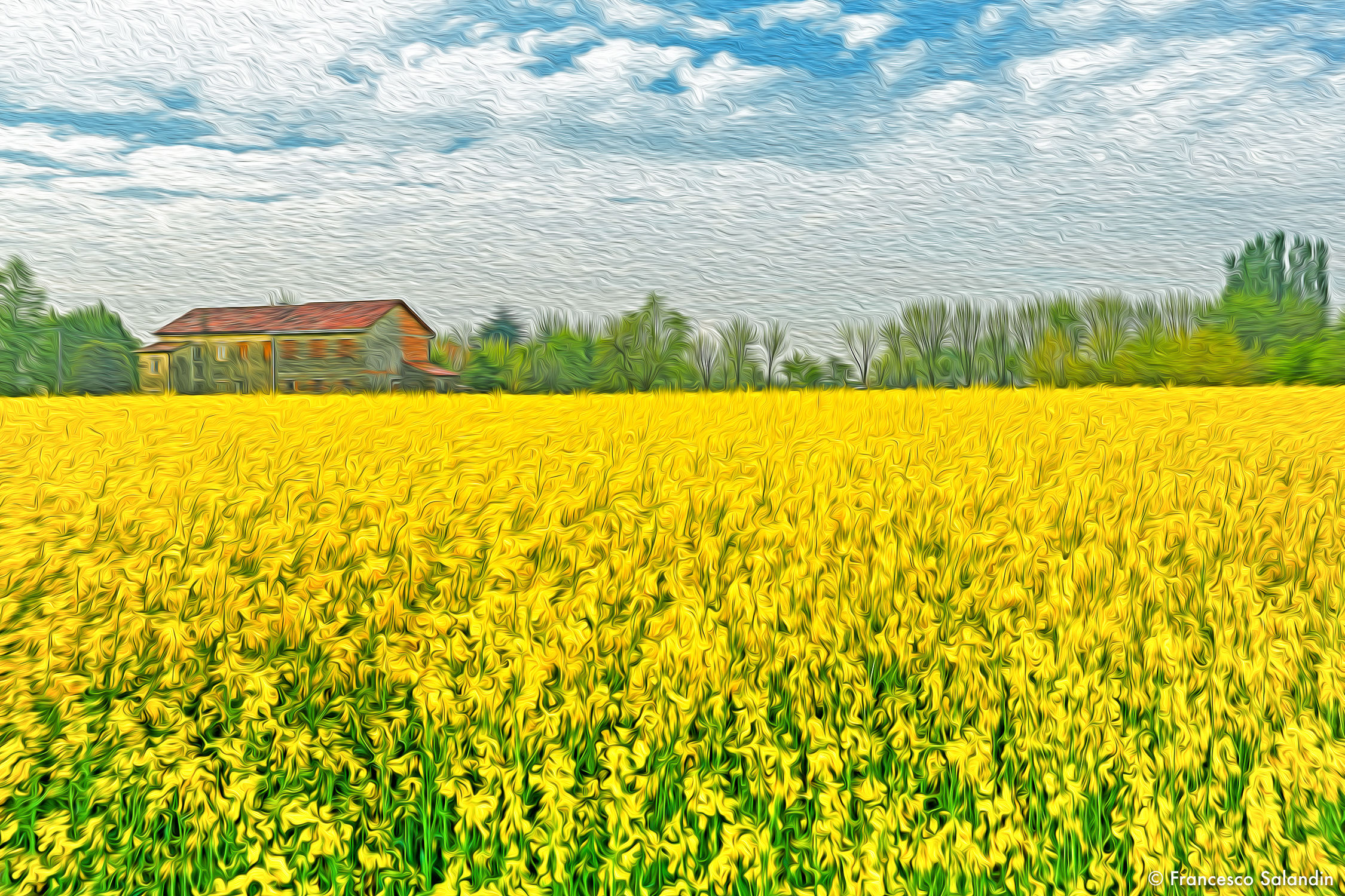 Rapeseed field