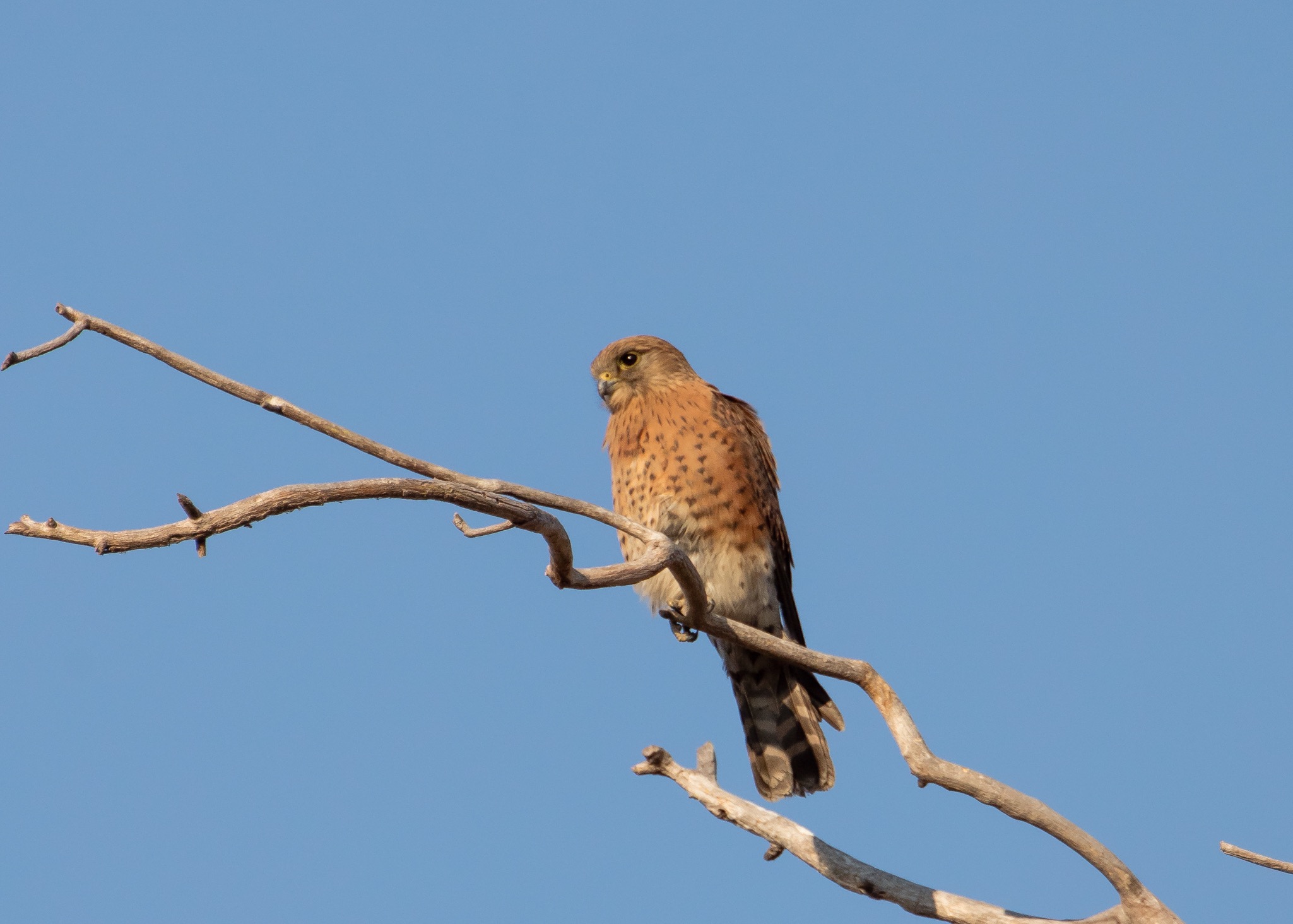 Kestrel Malagasy