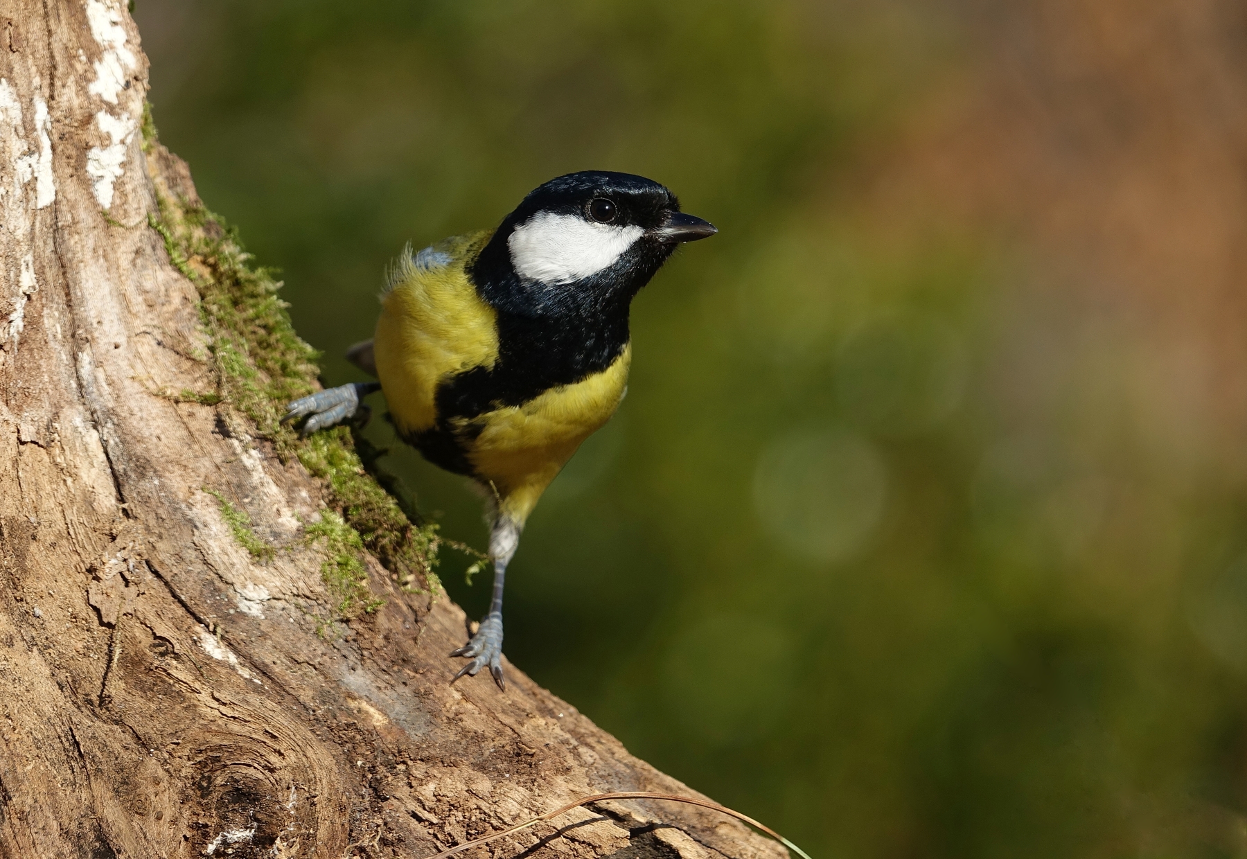 Great Tit