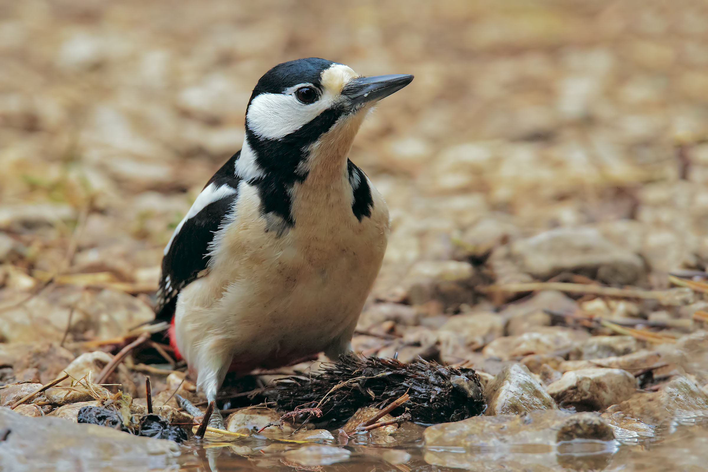 Great Spotted Woodpecker fem.