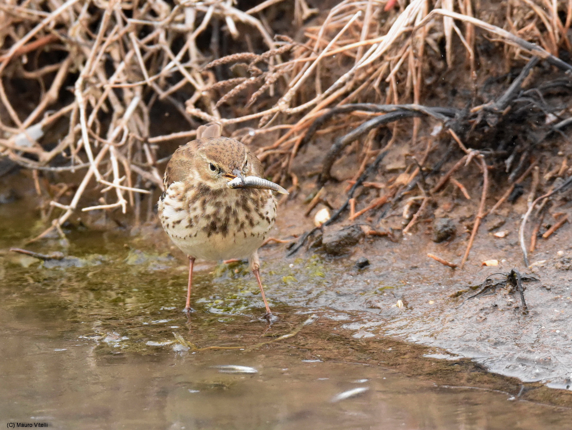 Pipit with little fish (amazing)