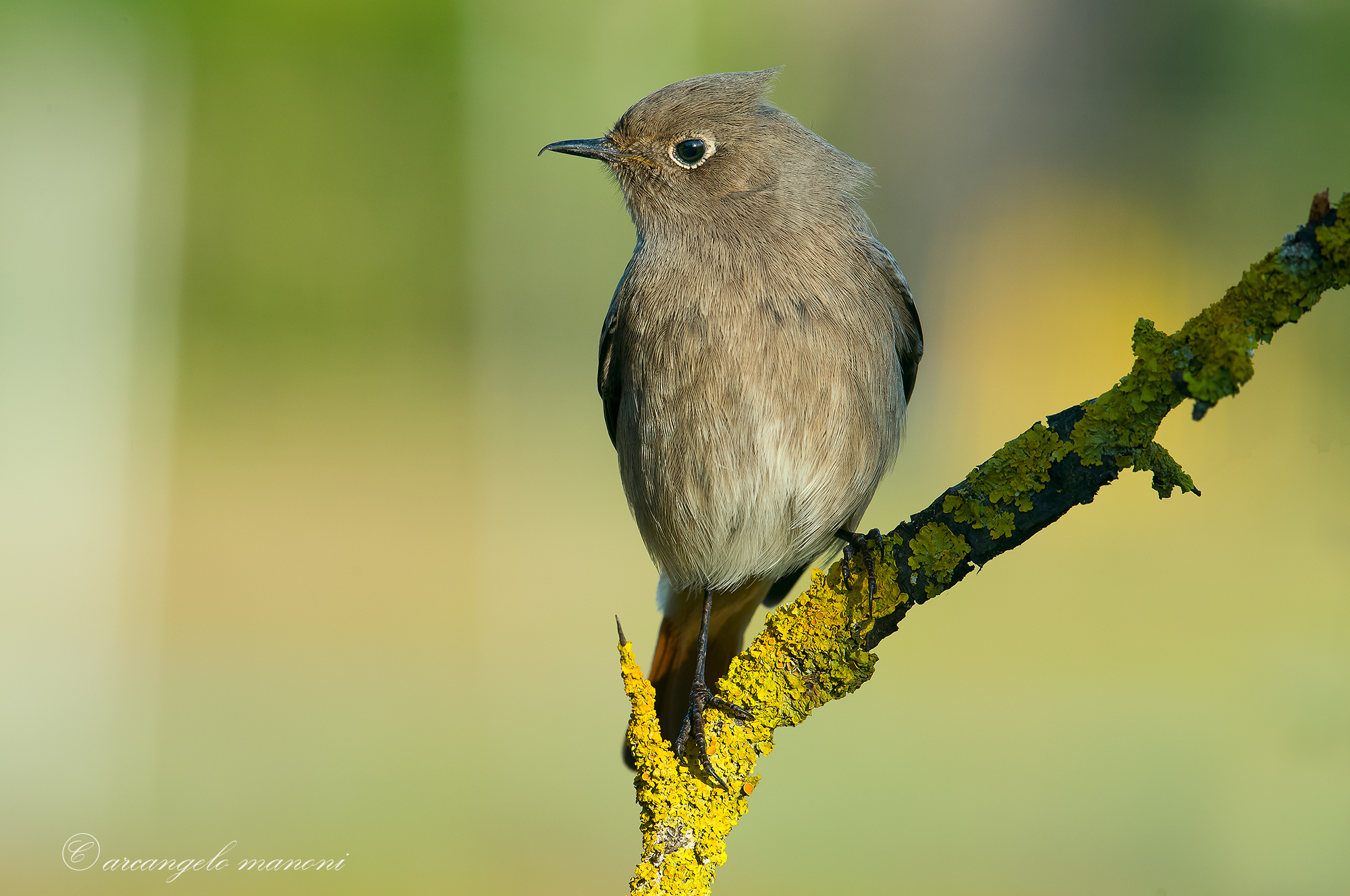 Quando il vento dell'est... mi porterà il profumo...