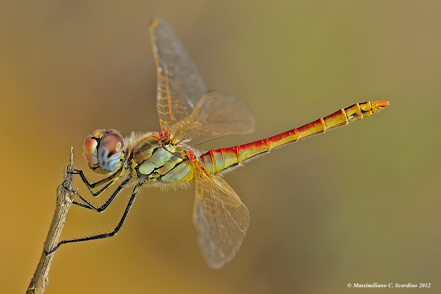 Dragonfly